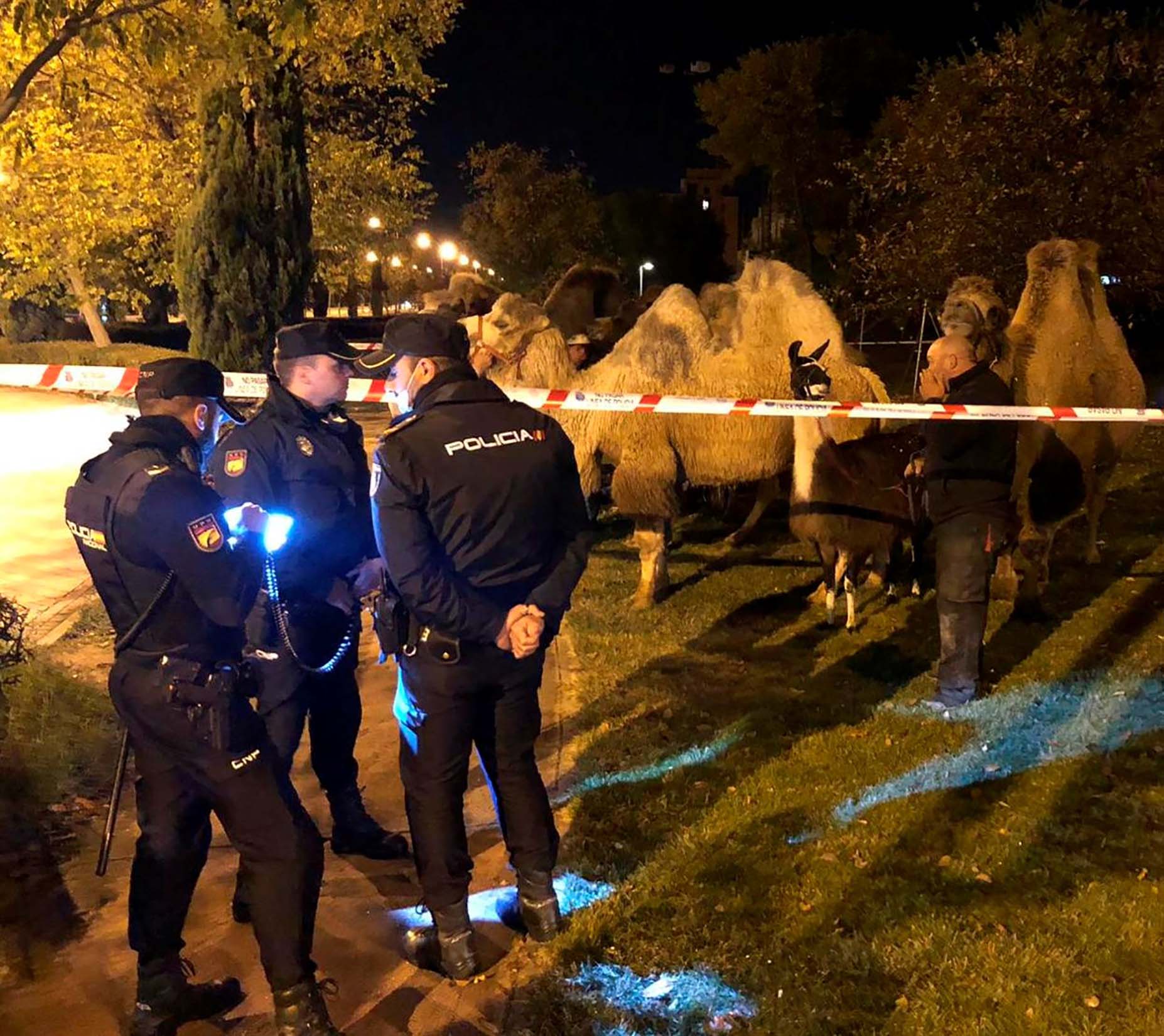 8 camels and a lama escape circus in Madrid