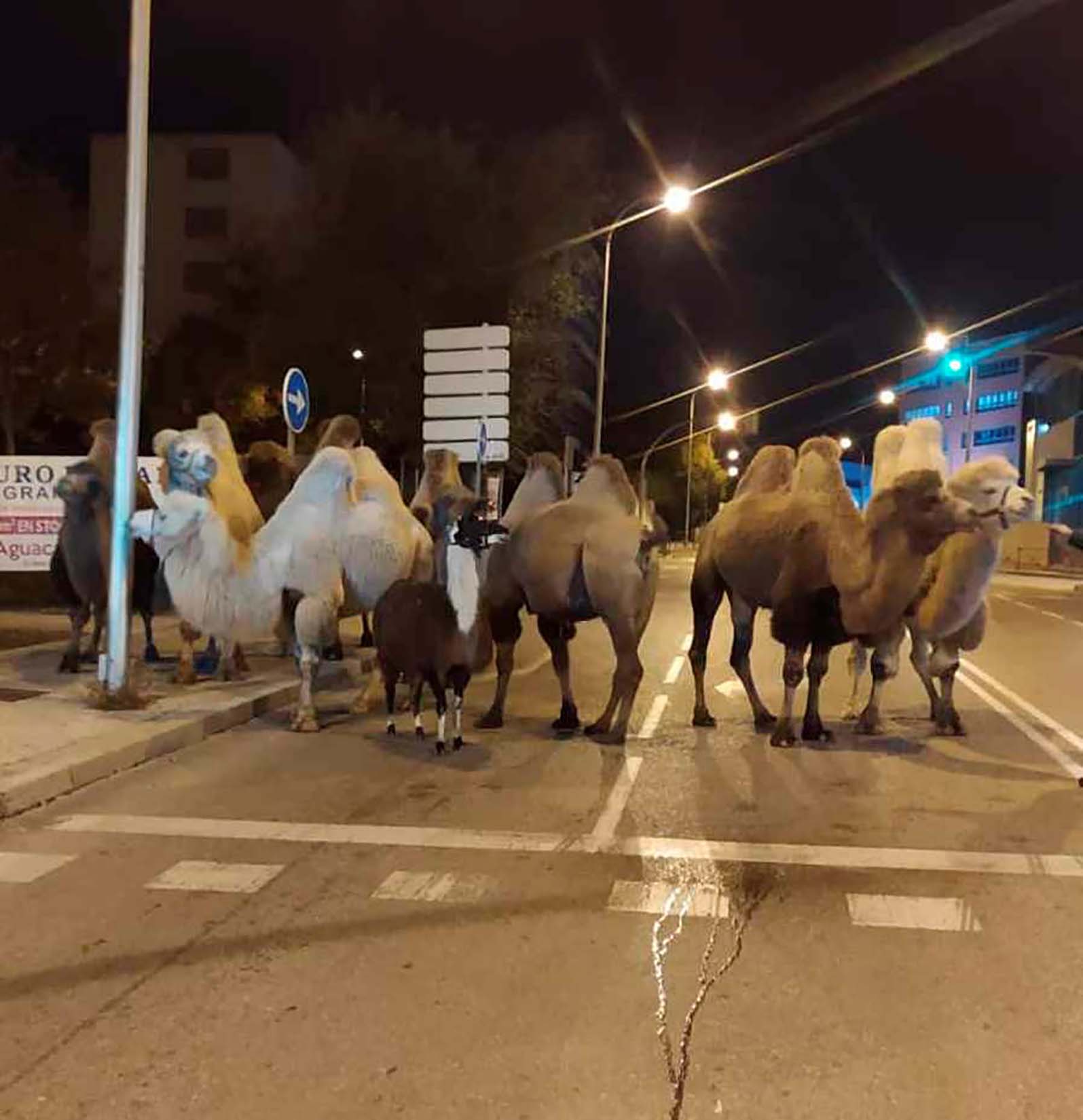 8 camels and a lama escape circus in Madrid