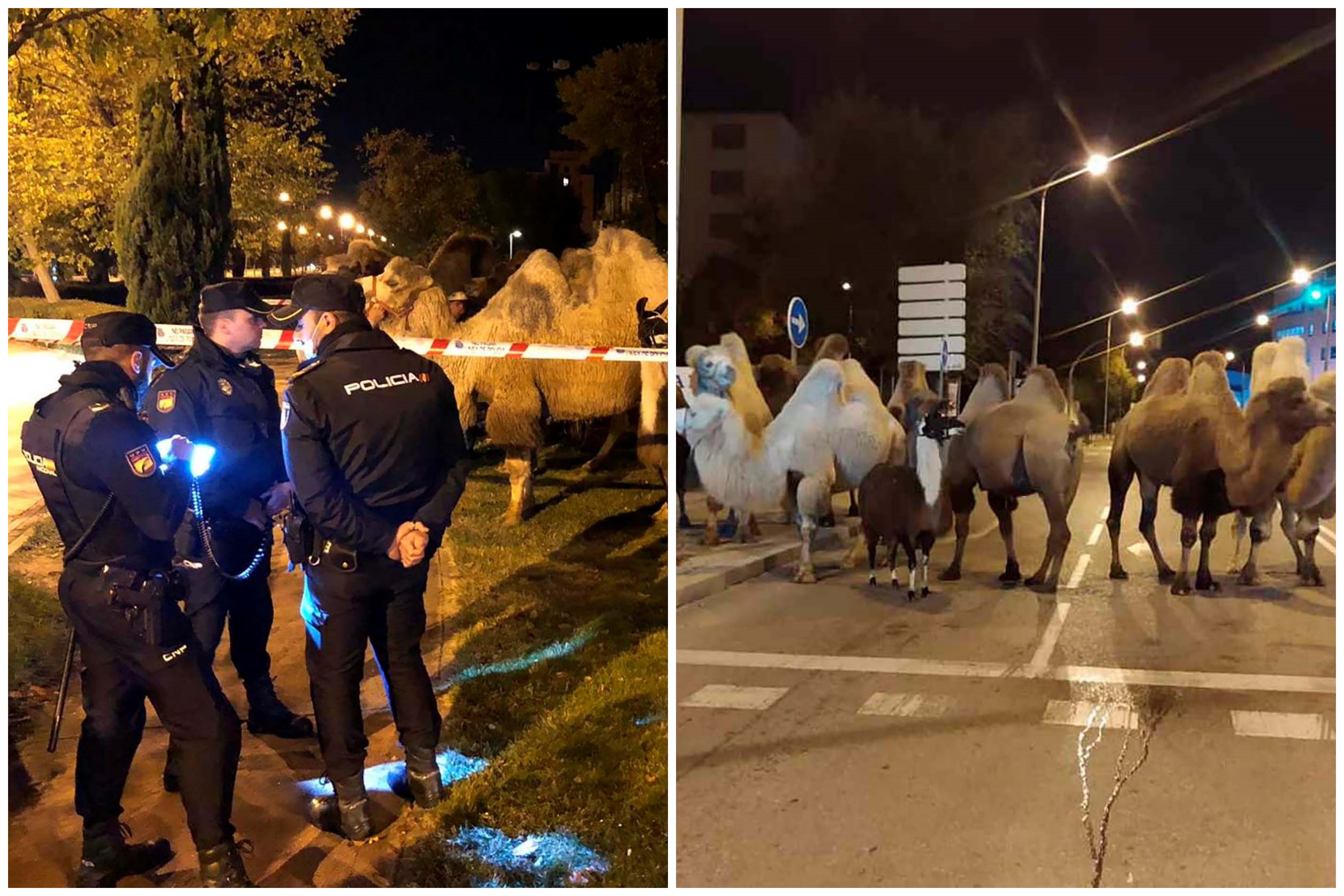 Madrid, cirkus, cirkuske životinje, policija, kamile, kamila, lama, kombo Foto: EPA-EFE/SPANISH NATIONAL POLICE HANDOUT