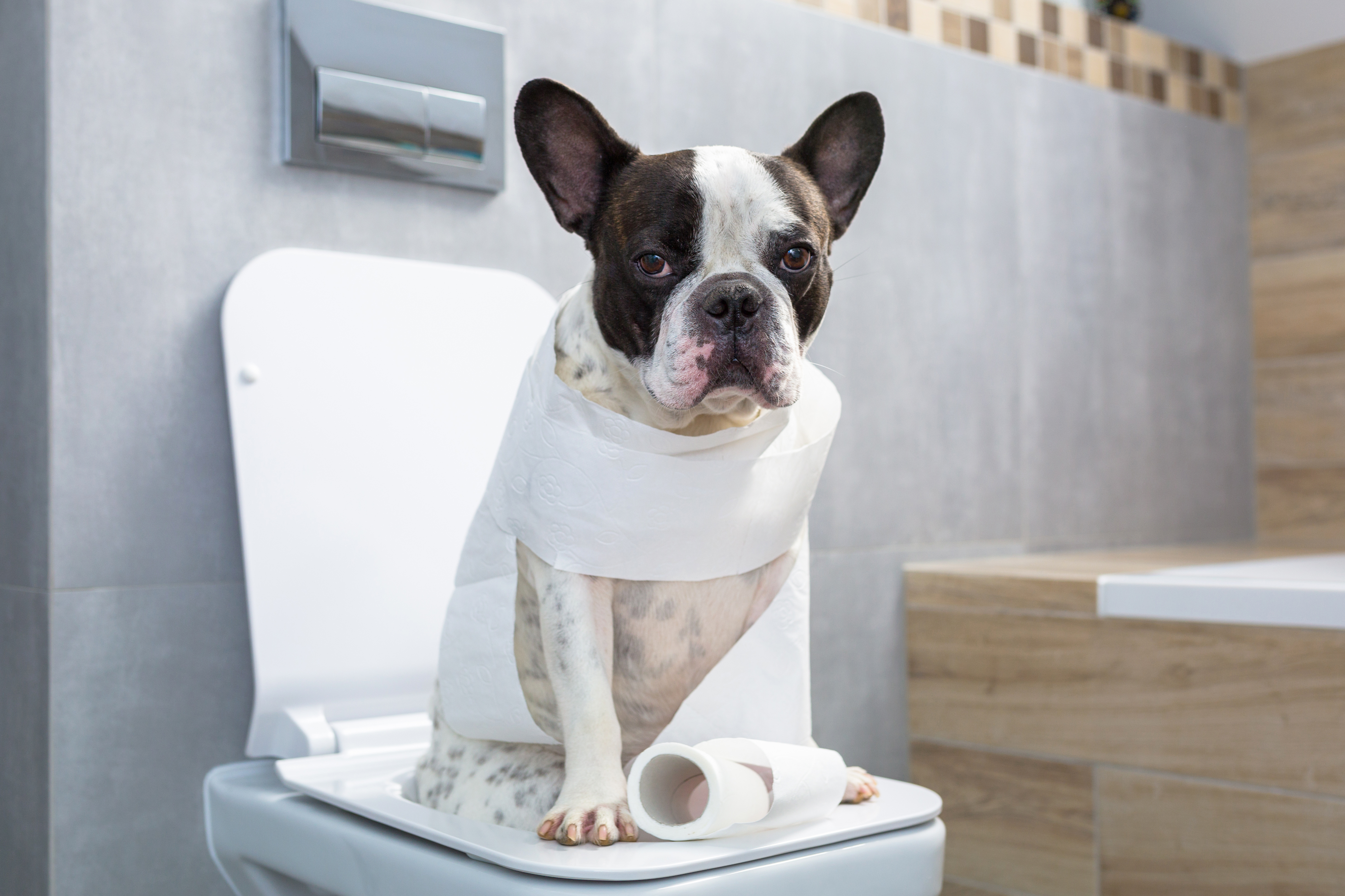 French,Bulldog,Sitting,On,A,Toilet,Seat,In,Bathroom
