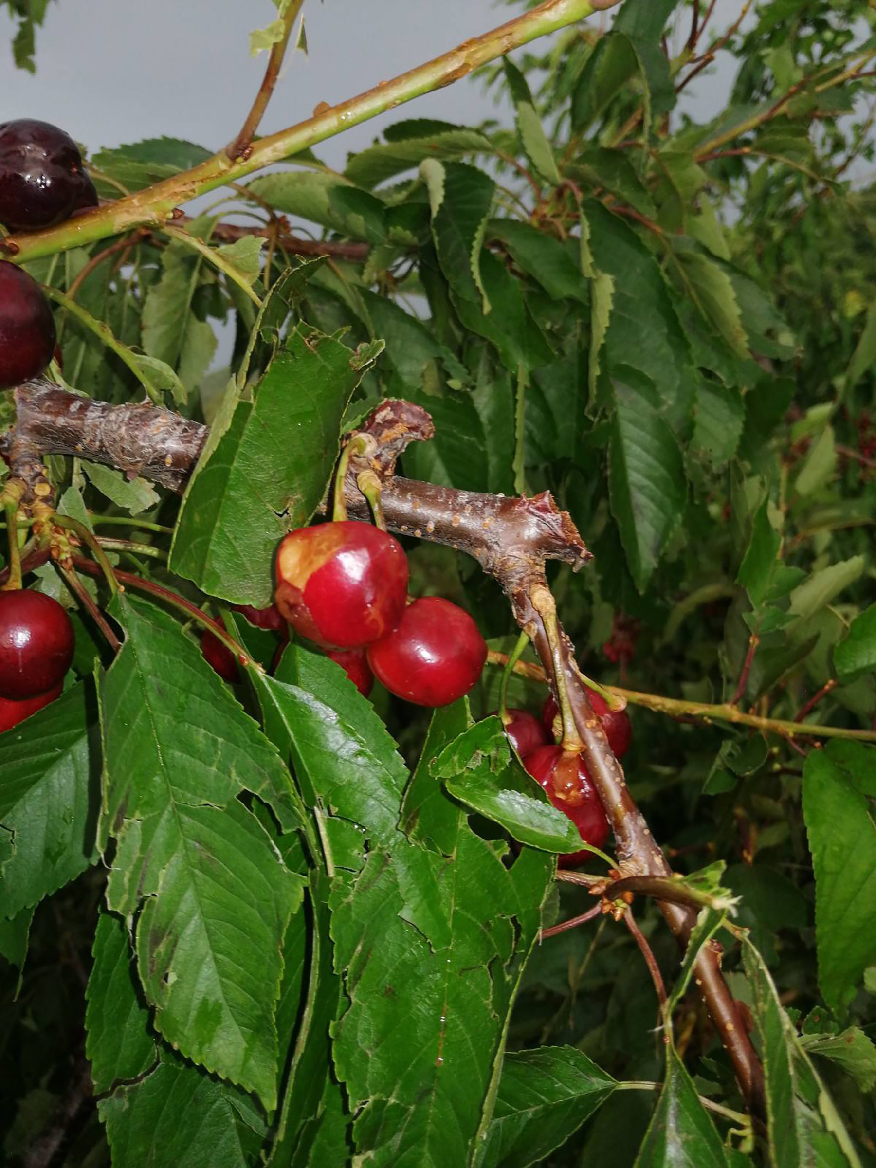 Cacak nevreme voce tresnje steta