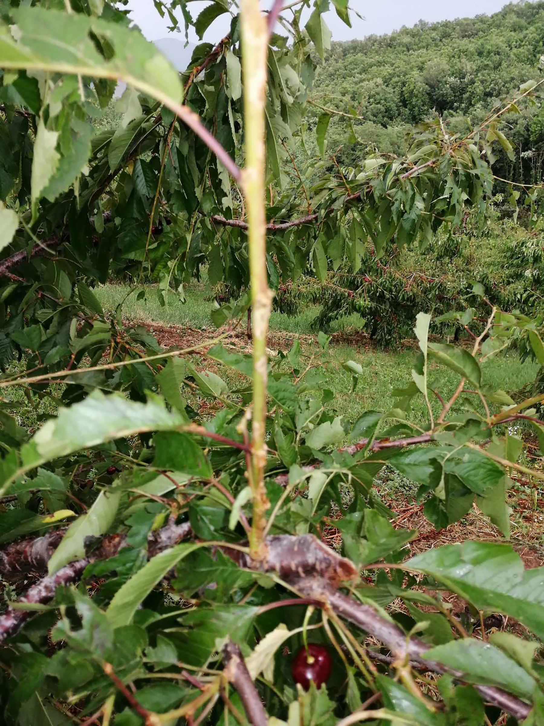 Cacak nevreme voce tresnje steta