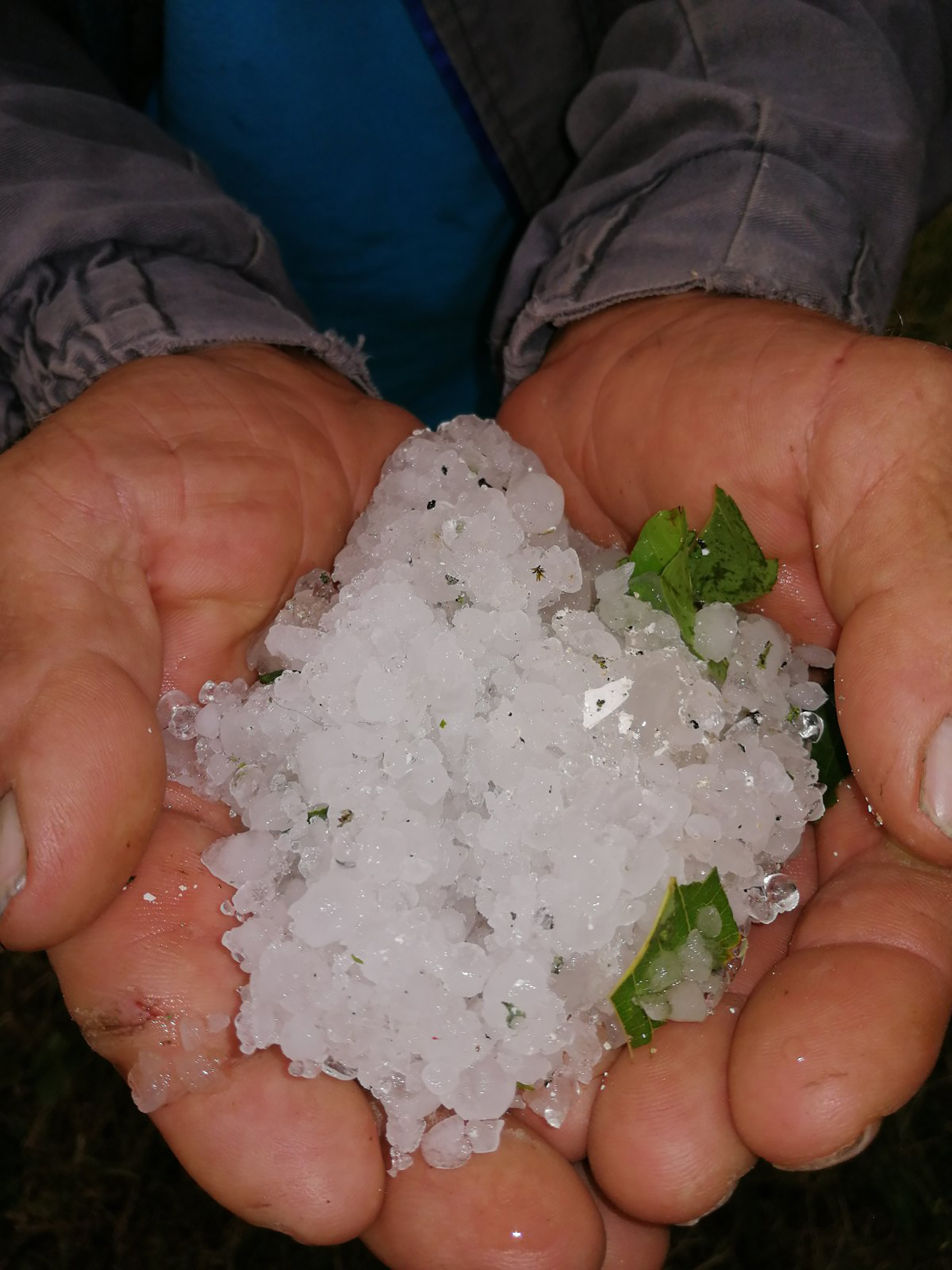 Cacak nevreme voce tresnje steta