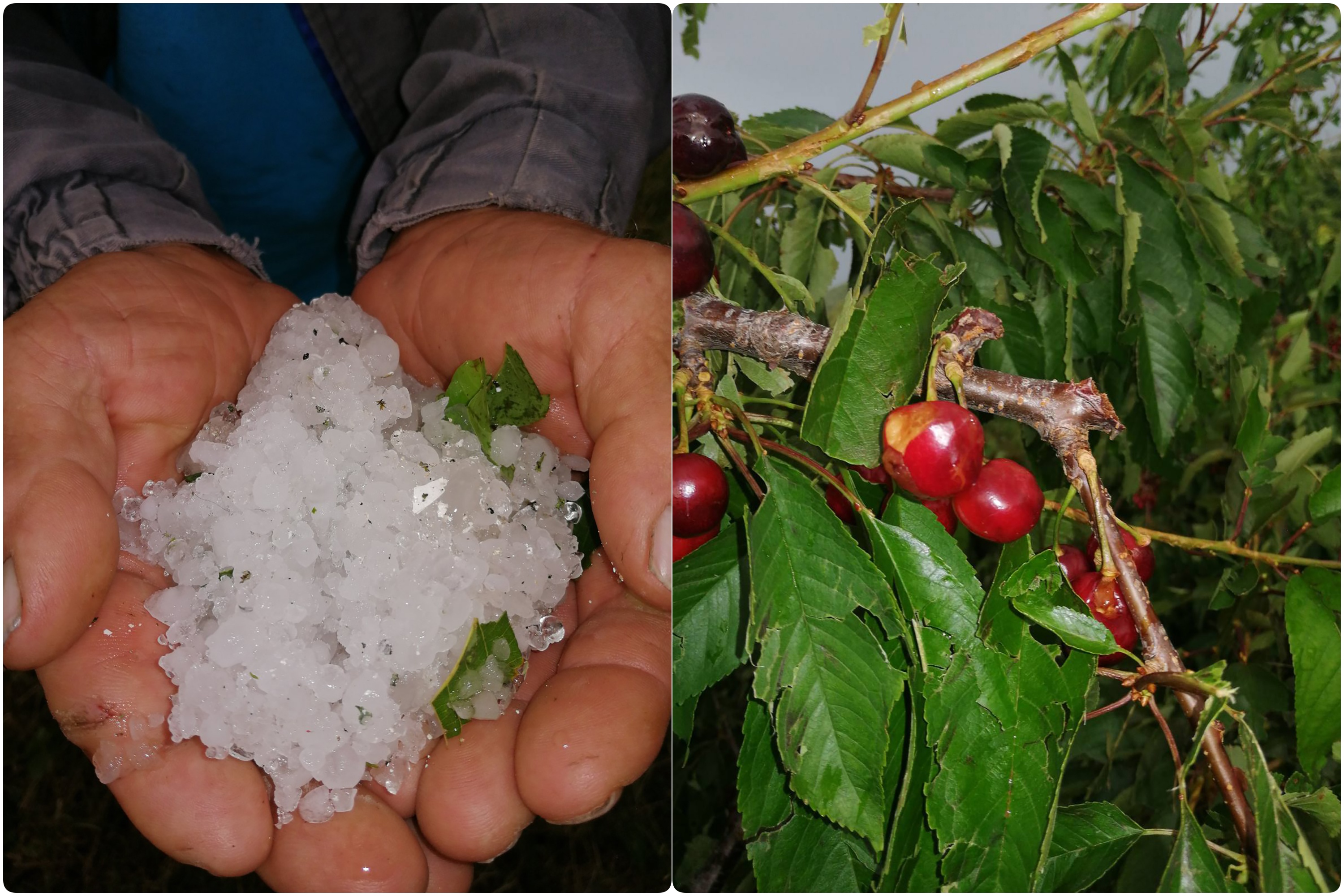 Cacak nevreme voce tresnje steta