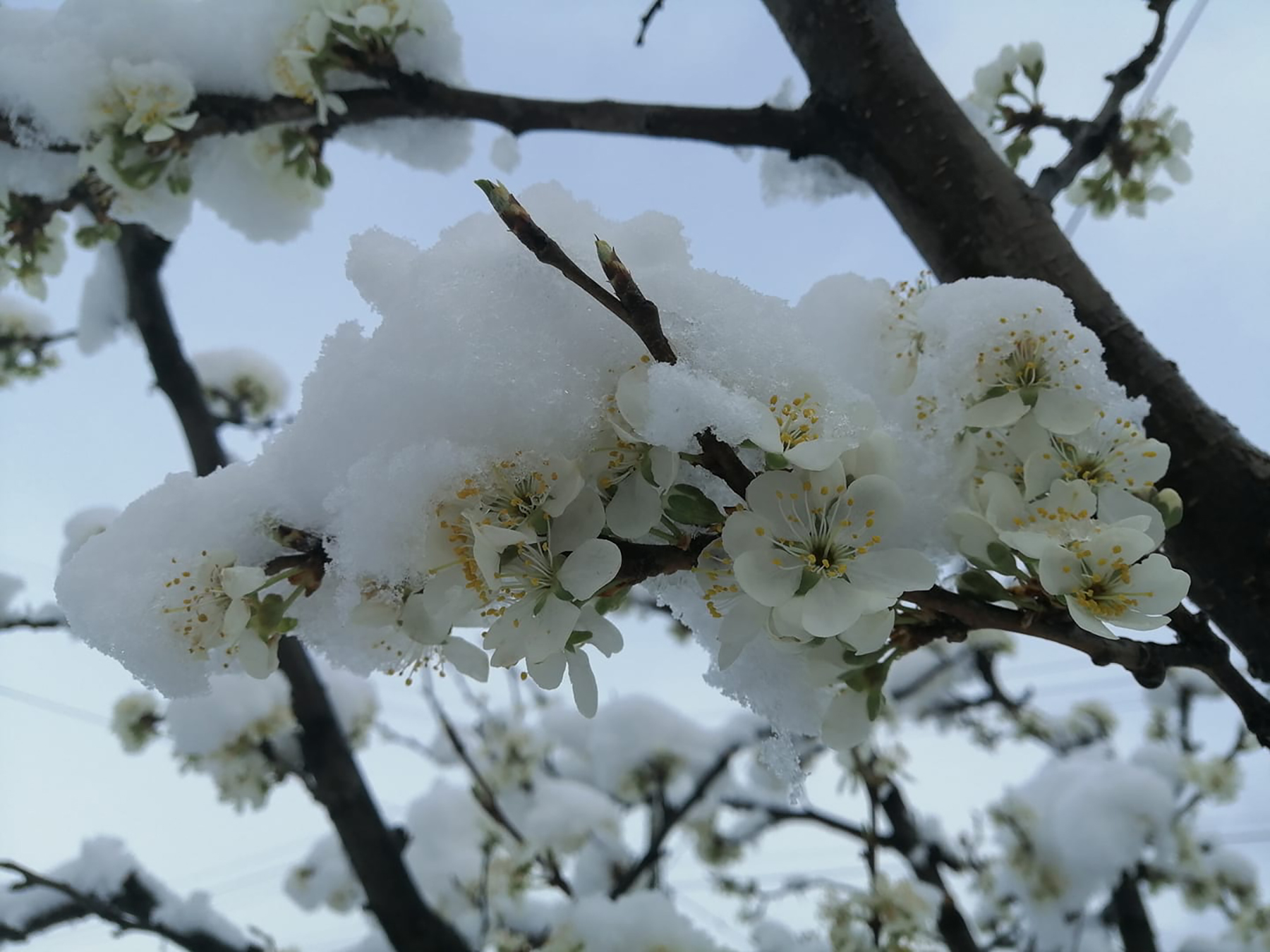 kragujevac   Šljiva pod snegom