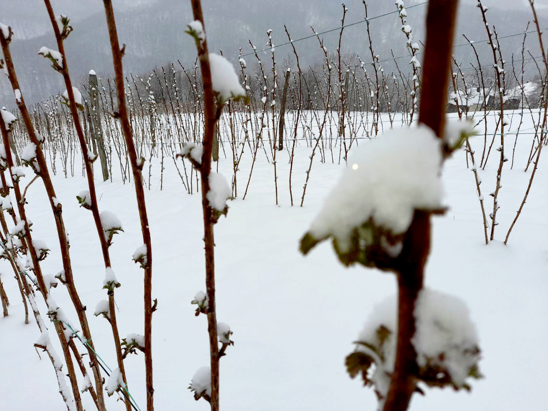 Malina. Foto: Slavica Panić/Nova.rs