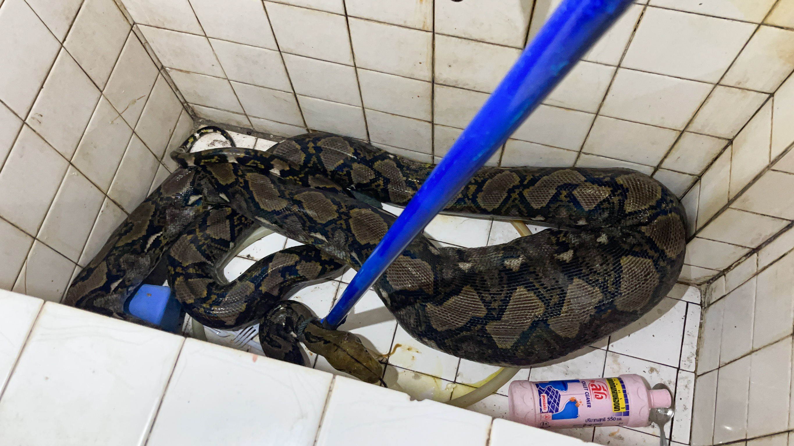 Gruesome moment huge python is caught after eating a cat