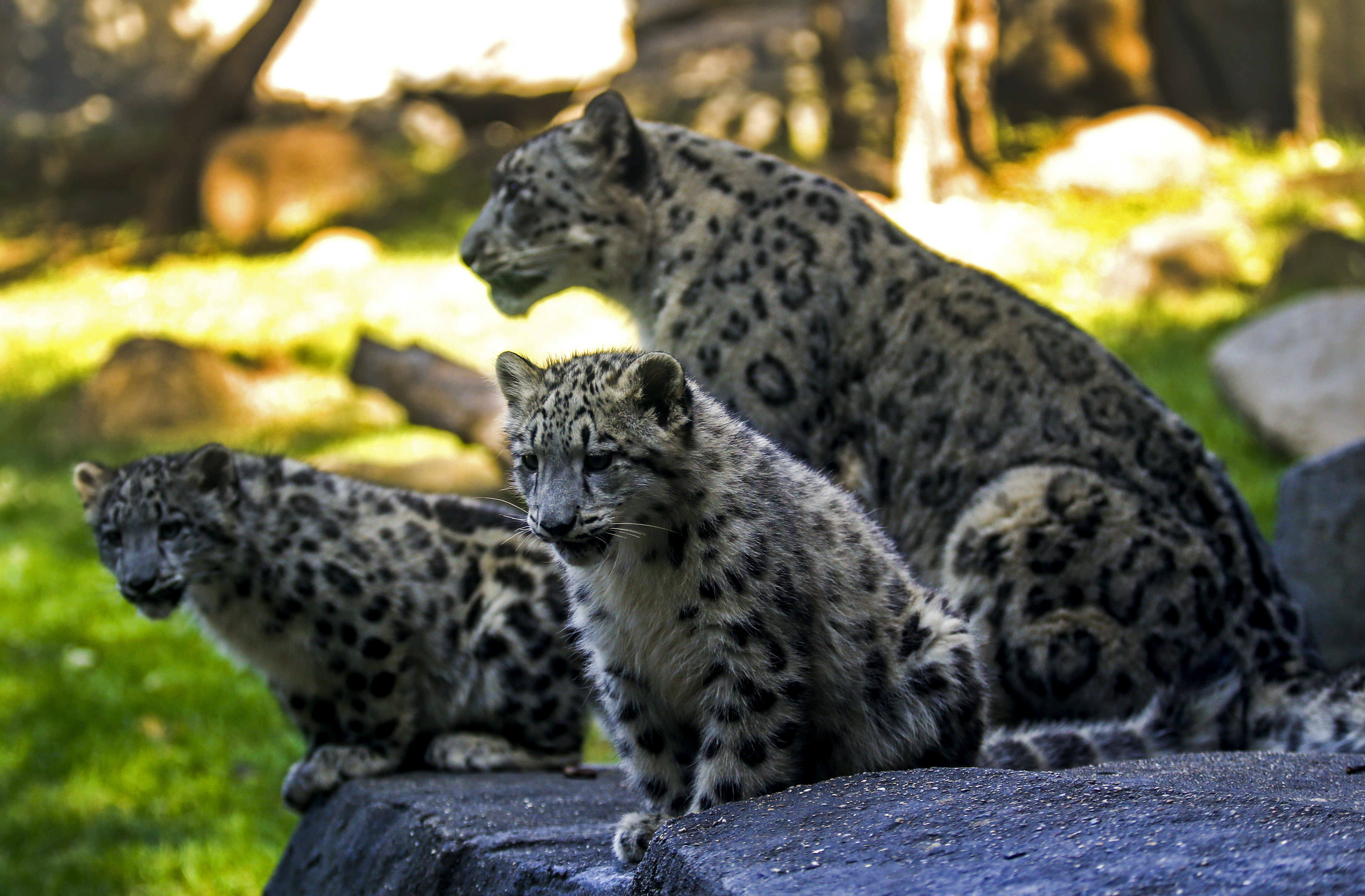 Snow Leopard cubs at Brookfield Zoo