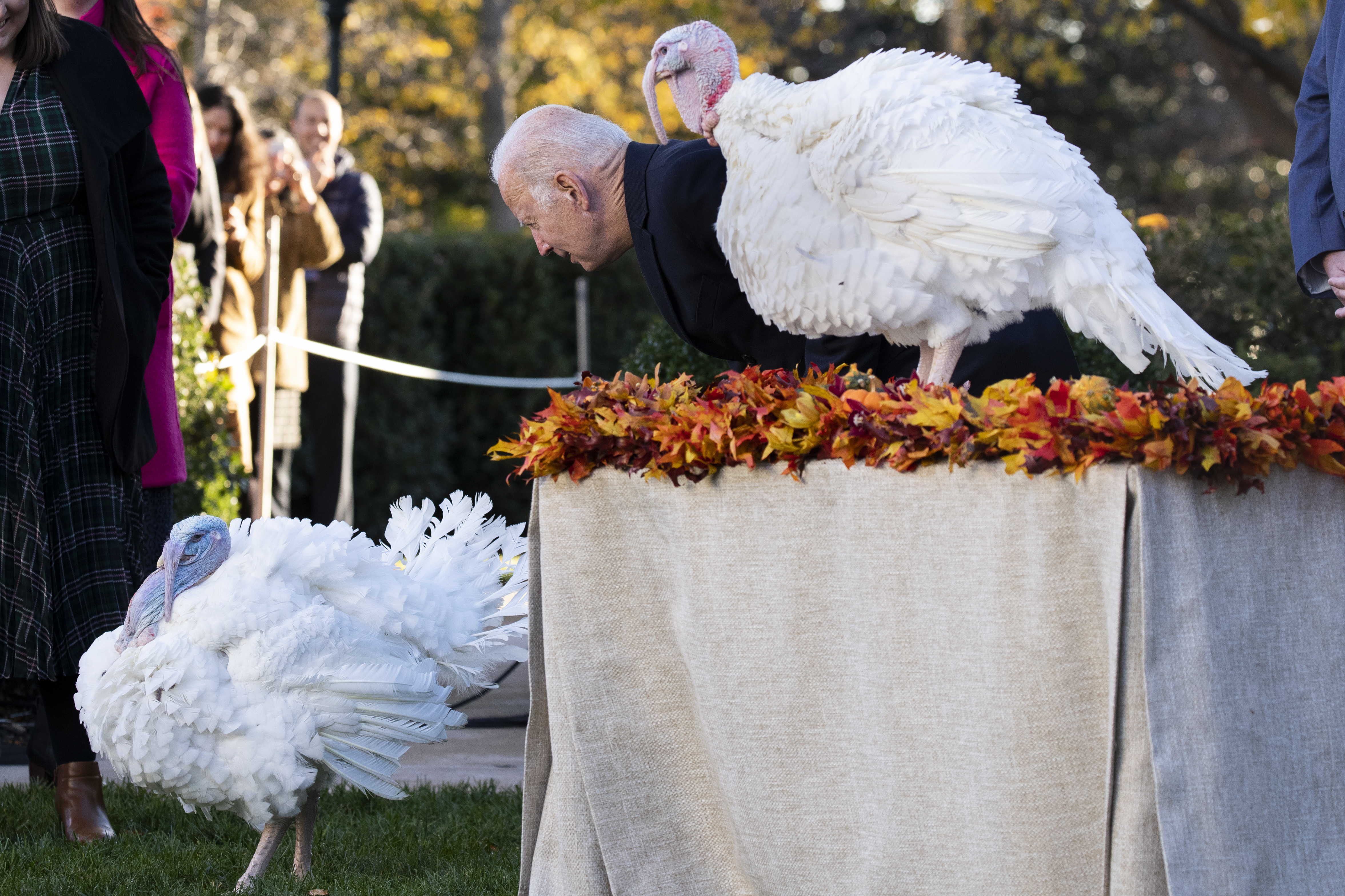 US President Joe Biden pardons the National Thanksgiving Turkey in a ceremony in the Rose Garden of the White House