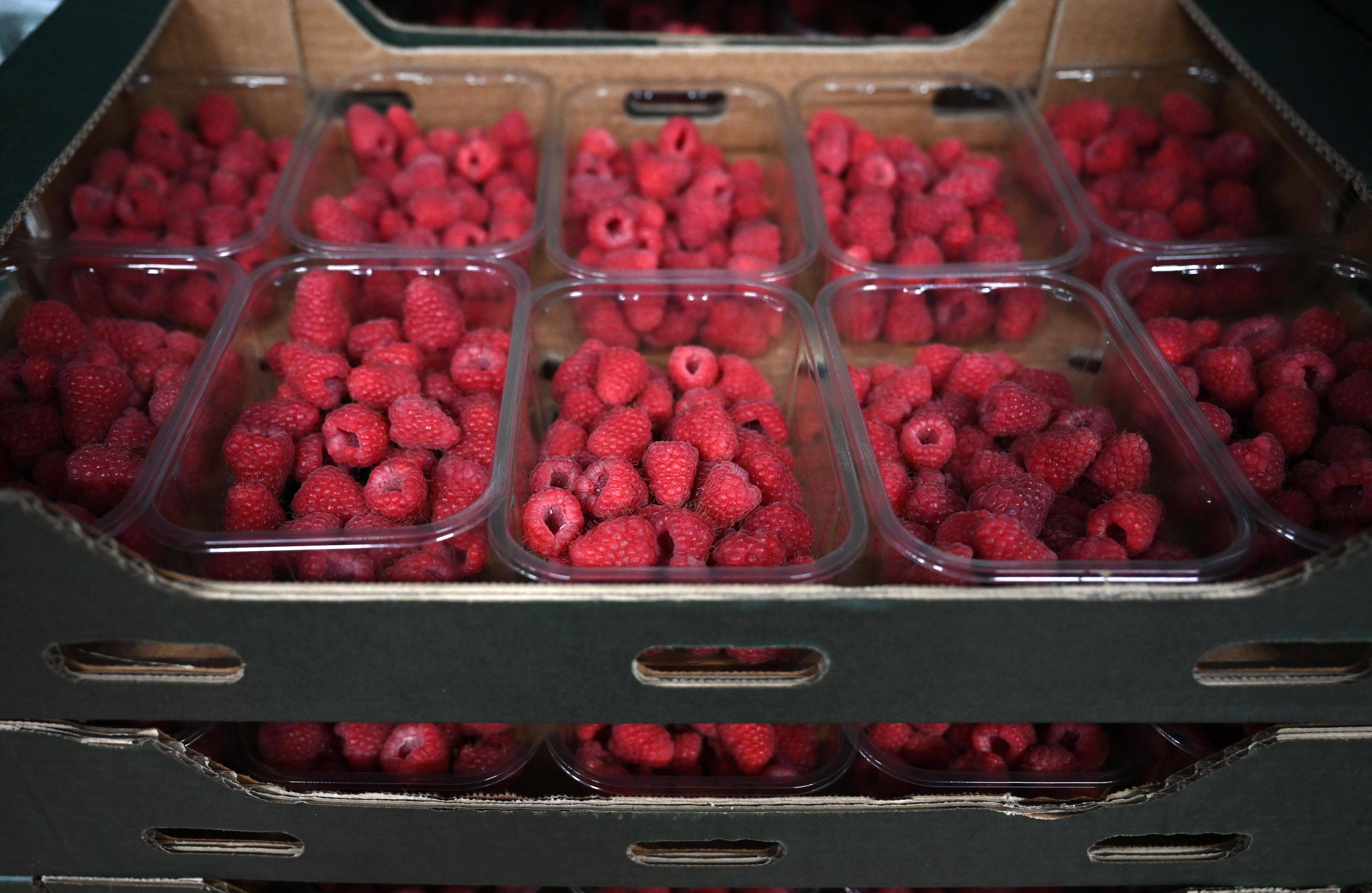 Agriculture amid coronavirus pandemic in Britain