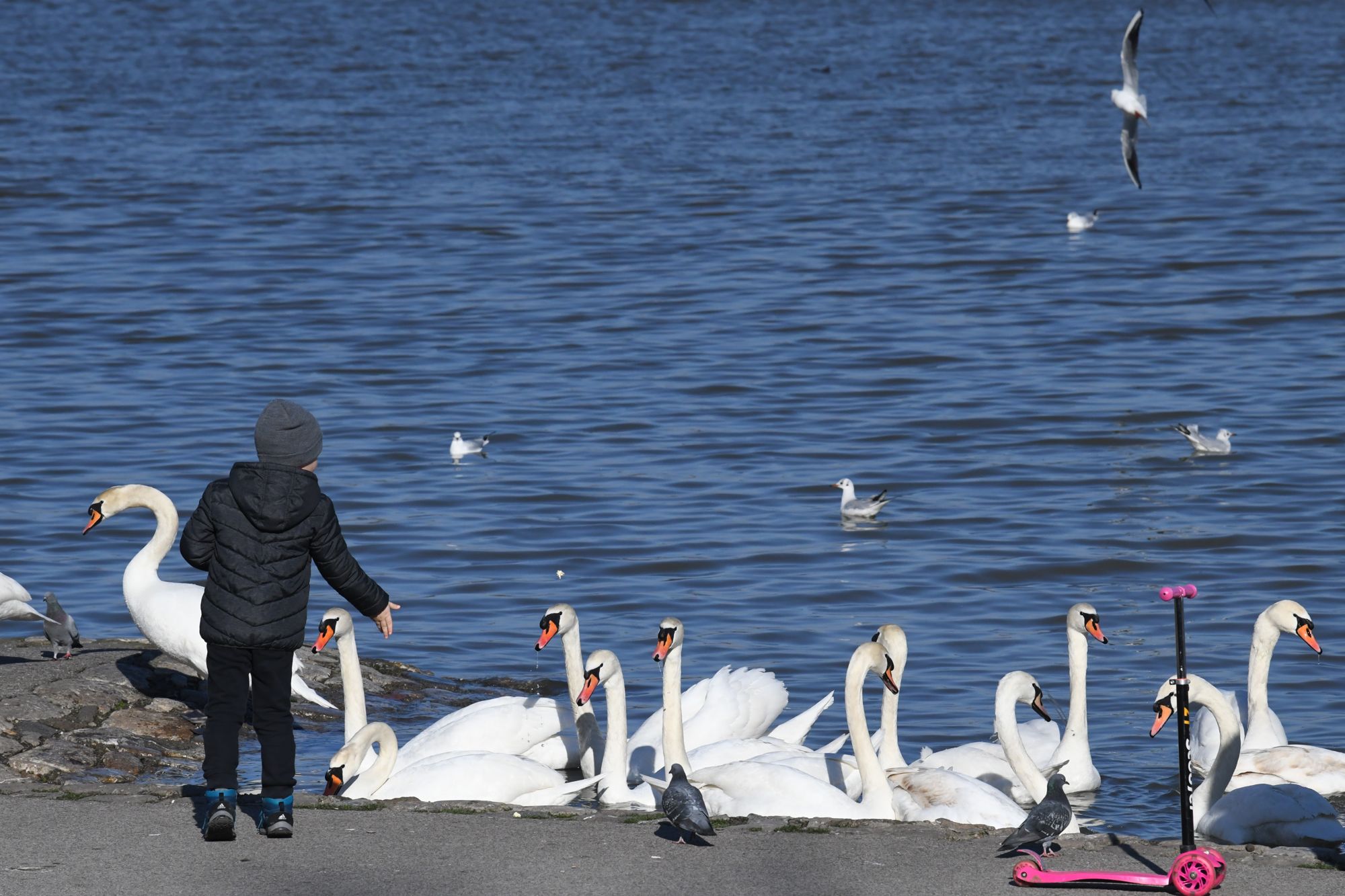 Beograd 15.02.2021. Zemunski kej, zima, sunce, zubato sunce, šetnja, minus, vreme, prognoza, sunčano, hladno, labud, labudovi Foto: Goran Srdanov/Nova.rs
