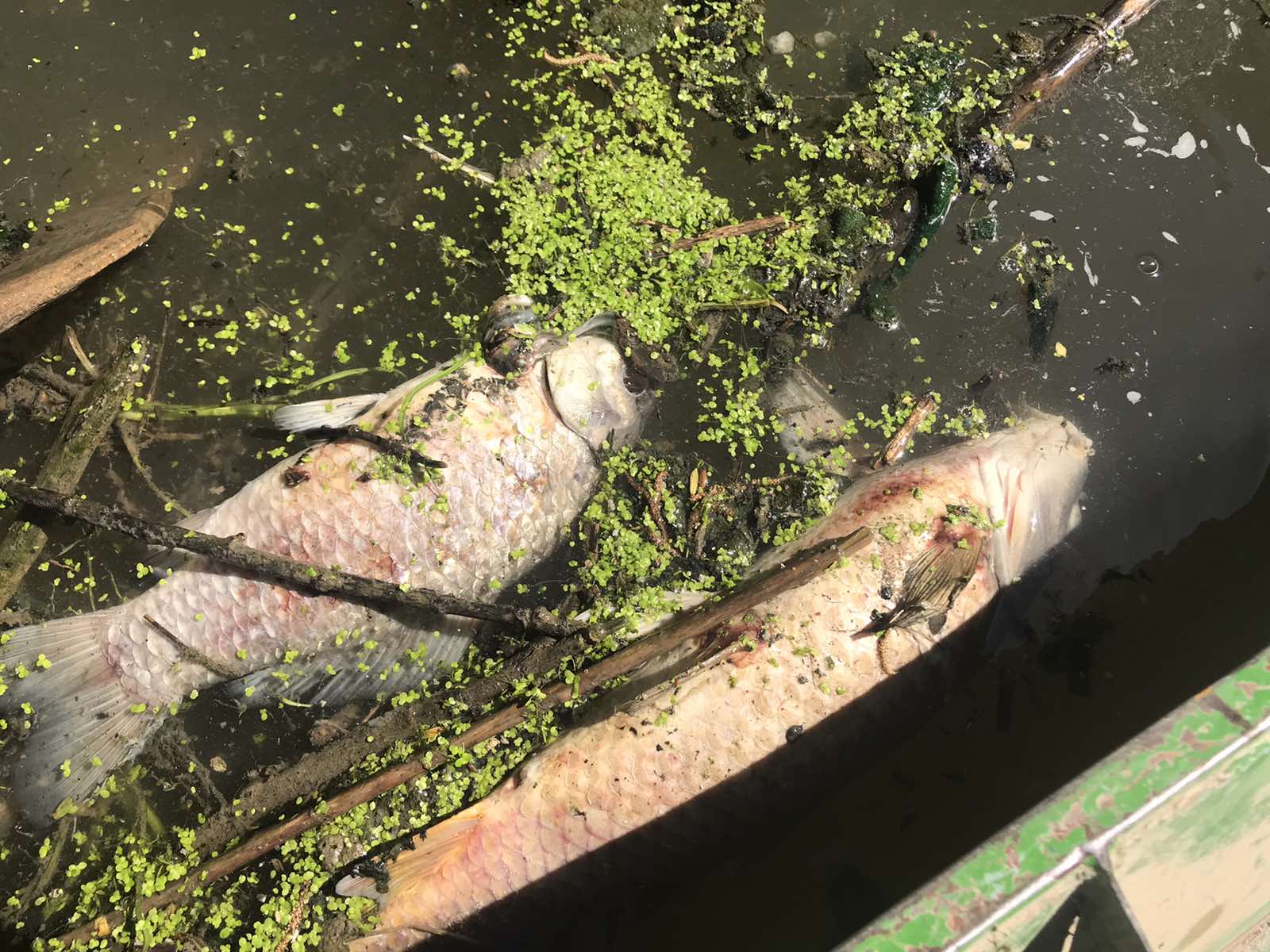 I DALJE NEMA ODGOVORA KO JE KRIVAC ZA POMOR RIBE U CERSKOM OBODNOM KANALU U ŠAPCU, sabac, cerski obodni kanal