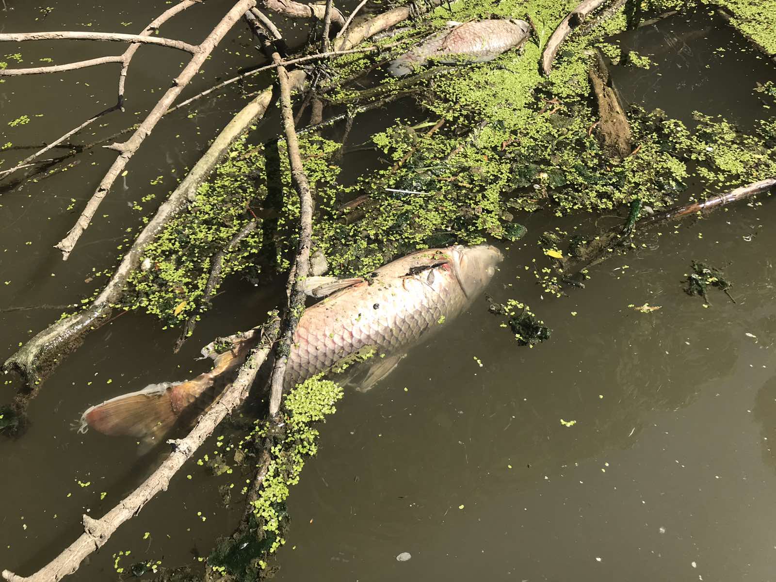I DALJE NEMA ODGOVORA KO JE KRIVAC ZA POMOR RIBE U CERSKOM OBODNOM KANALU U ŠAPCU, sabac, cerski obodni kanal