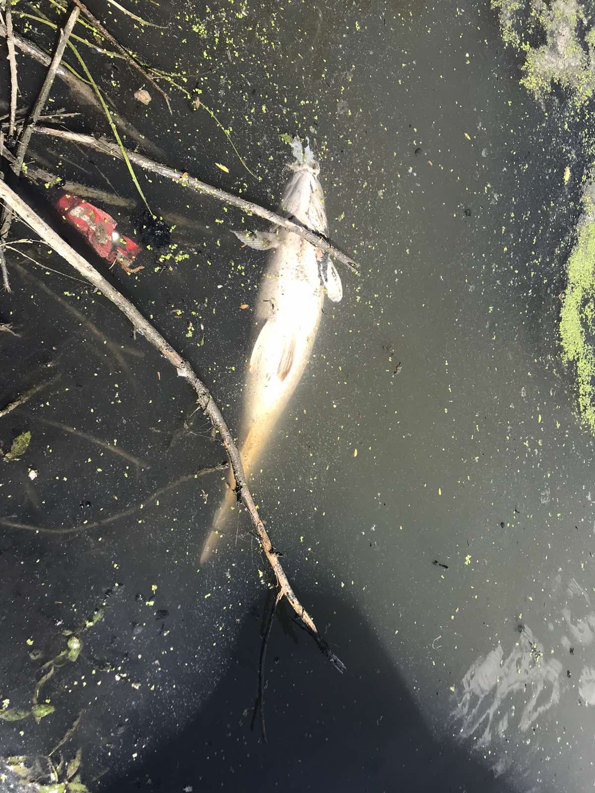 I DALJE NEMA ODGOVORA KO JE KRIVAC ZA POMOR RIBE U CERSKOM OBODNOM KANALU U ŠAPCU, sabac, cerski obodni kanal