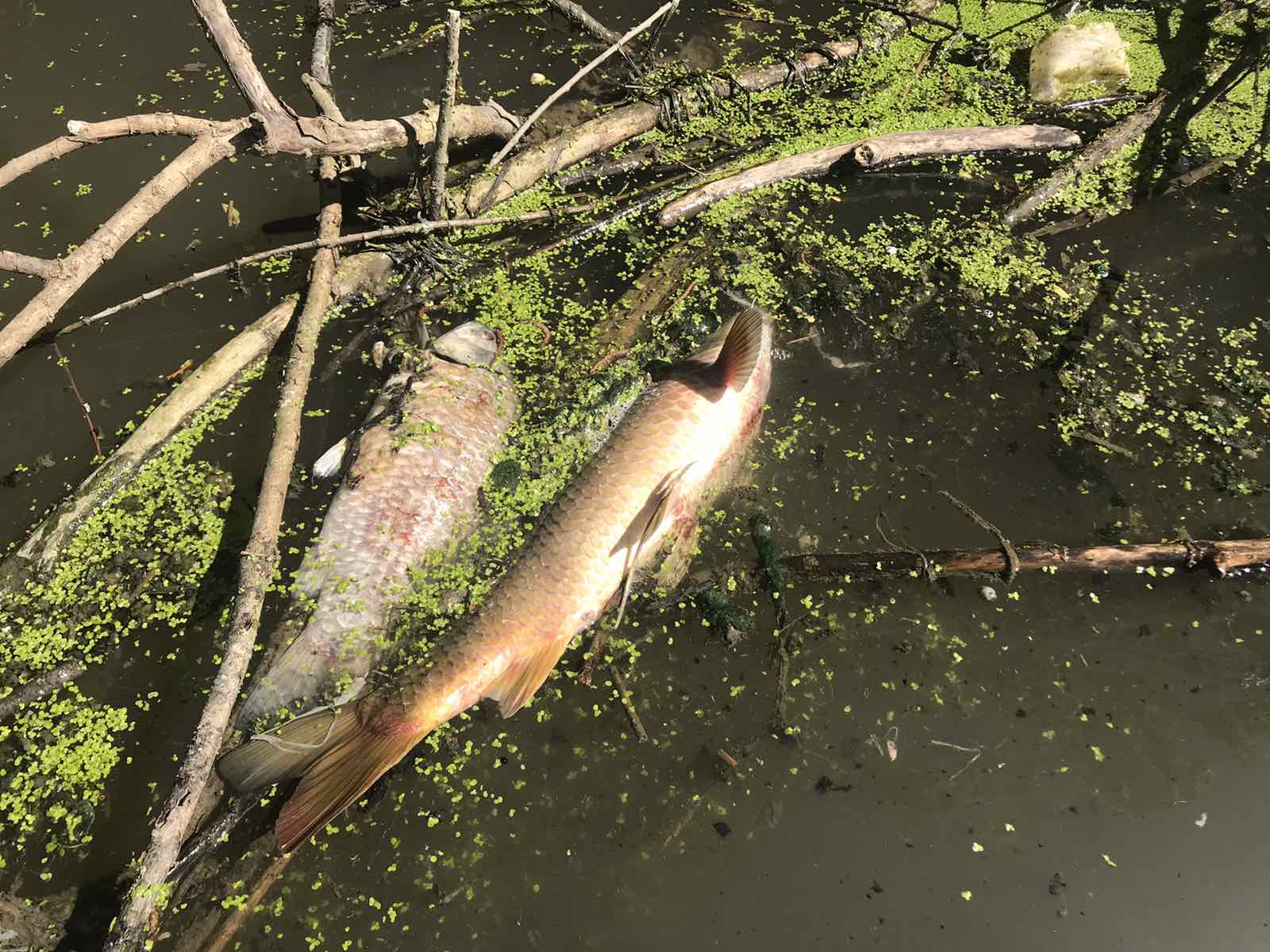 I DALJE NEMA ODGOVORA KO JE KRIVAC ZA POMOR RIBE U CERSKOM OBODNOM KANALU U ŠAPCU, sabac, cerski obodni kanal