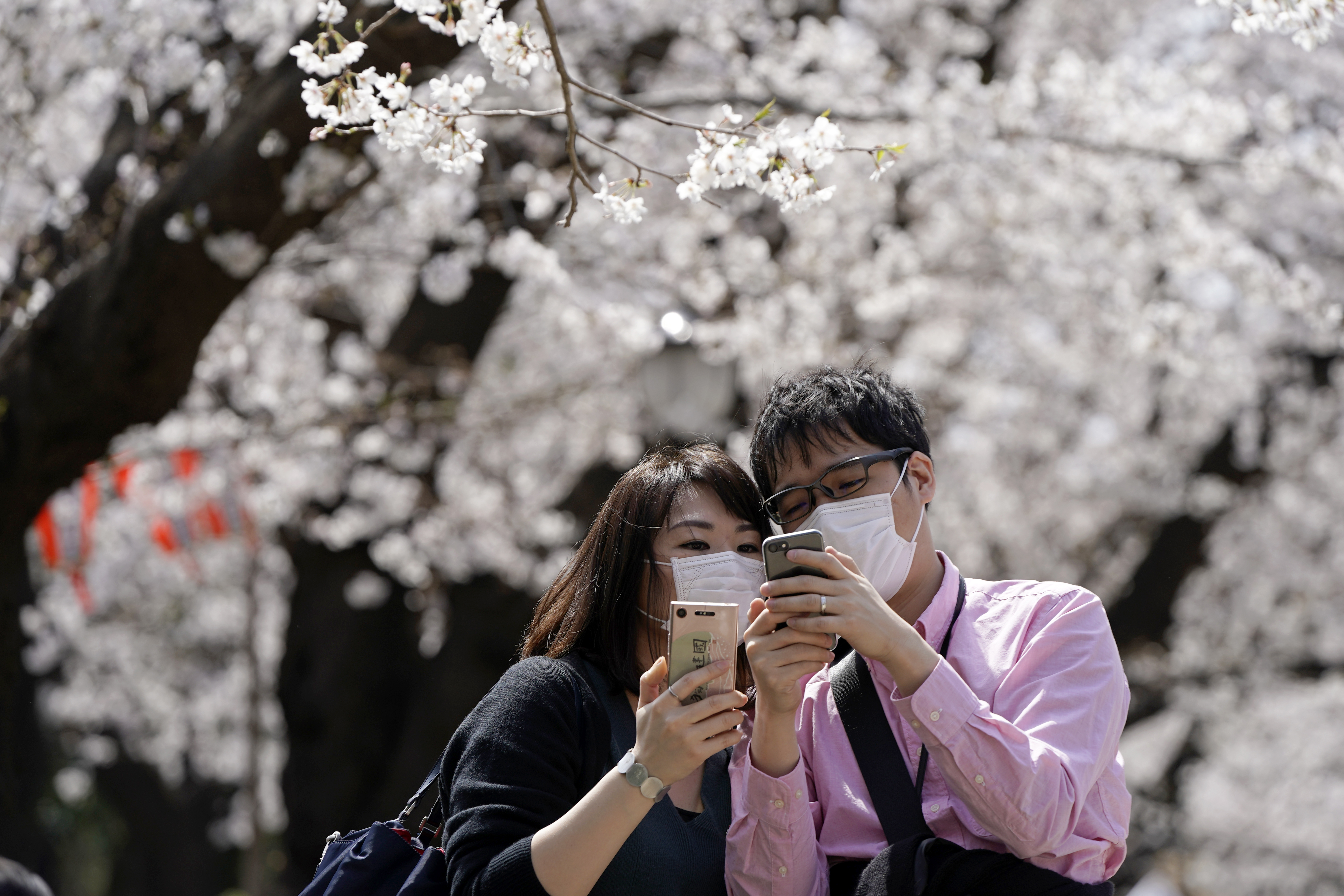 cherry blossom amid coronavirus pandemic
