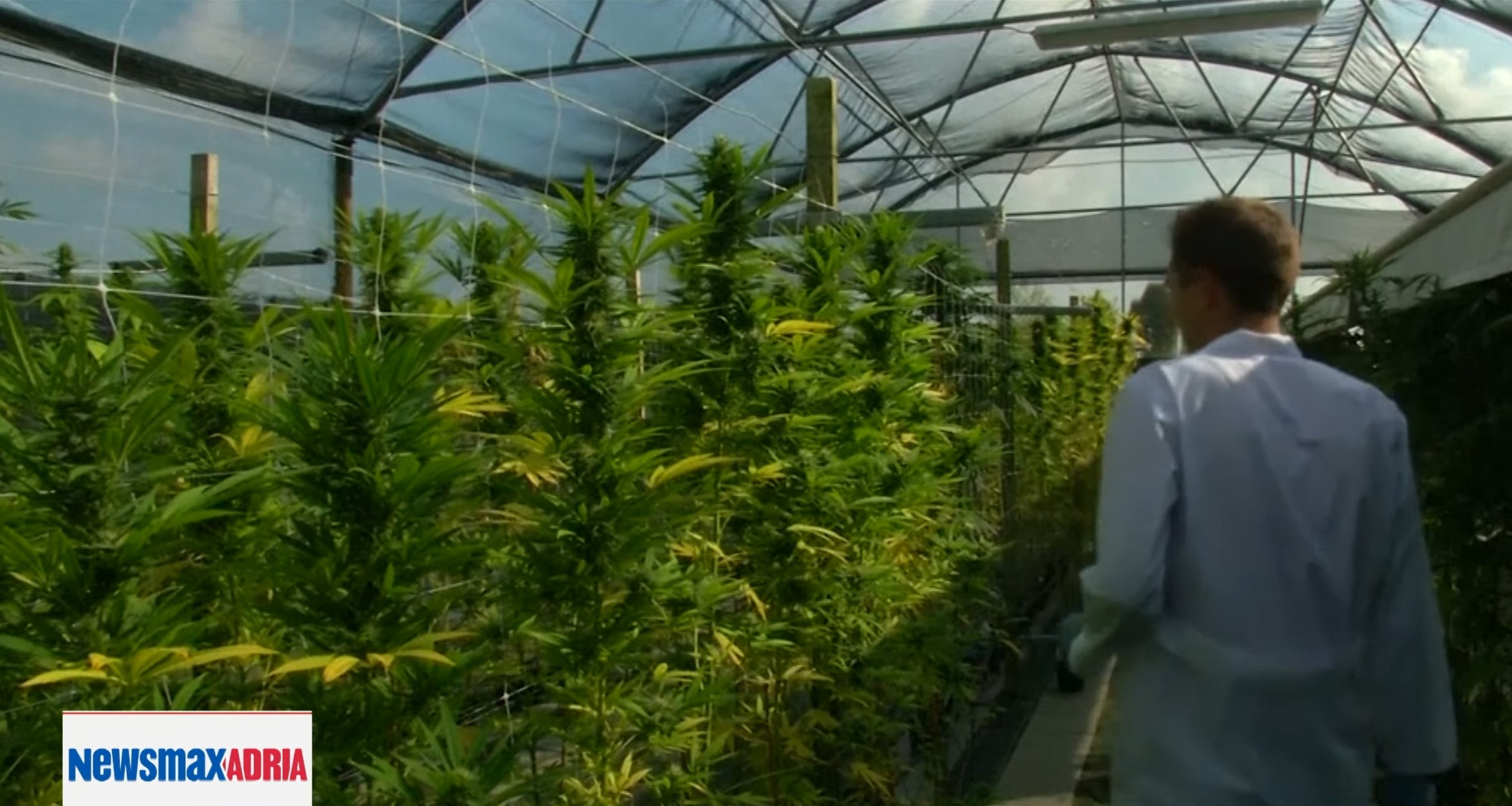 pregled dana, KONOPLJA
Zašto su  uzgajivači industrijske konoplje u Srbiji zabrinuti