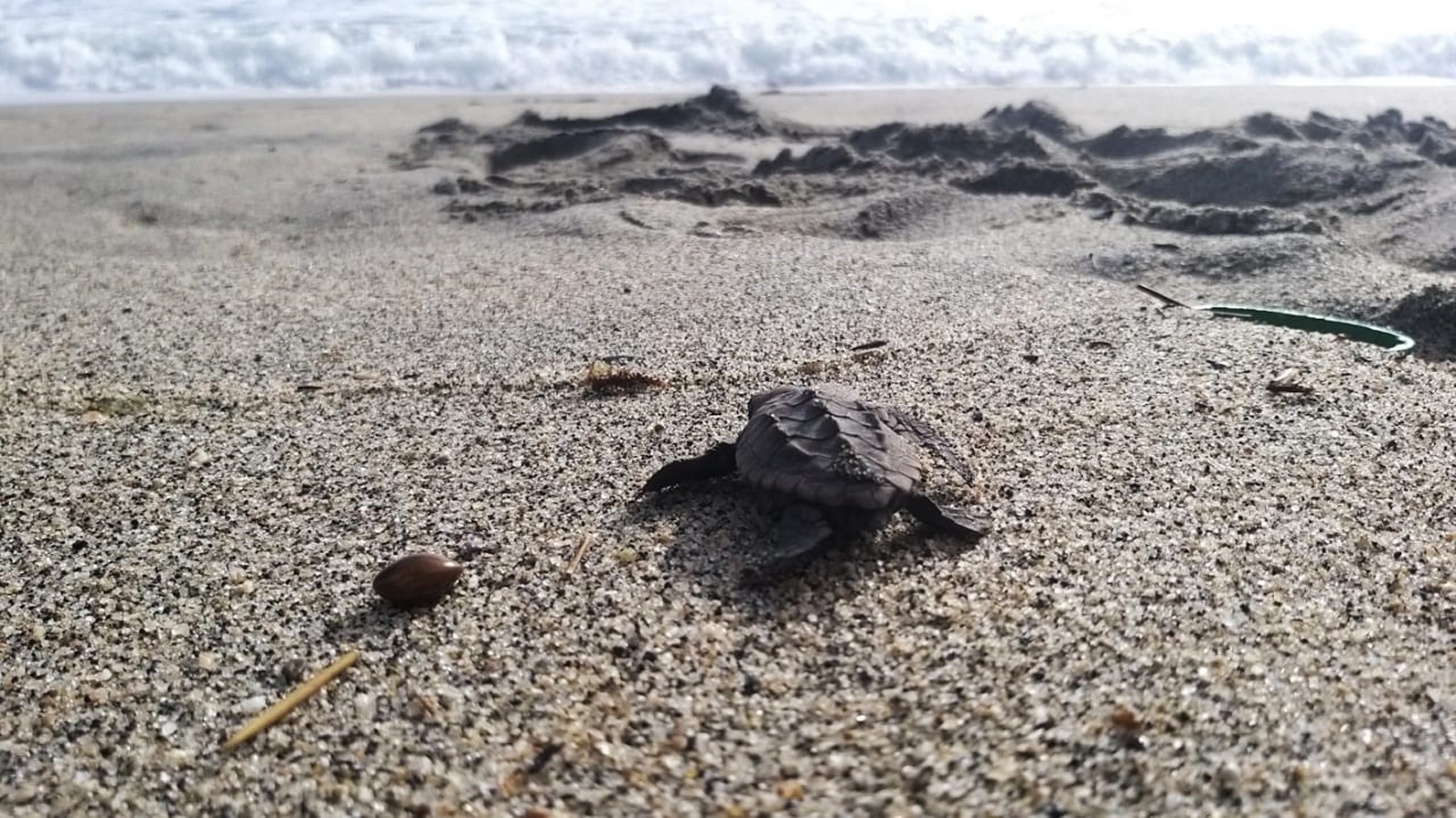 kornjacice 105 loggerhead turtles are born in Tayrona Park, in the Colombian Caribbean