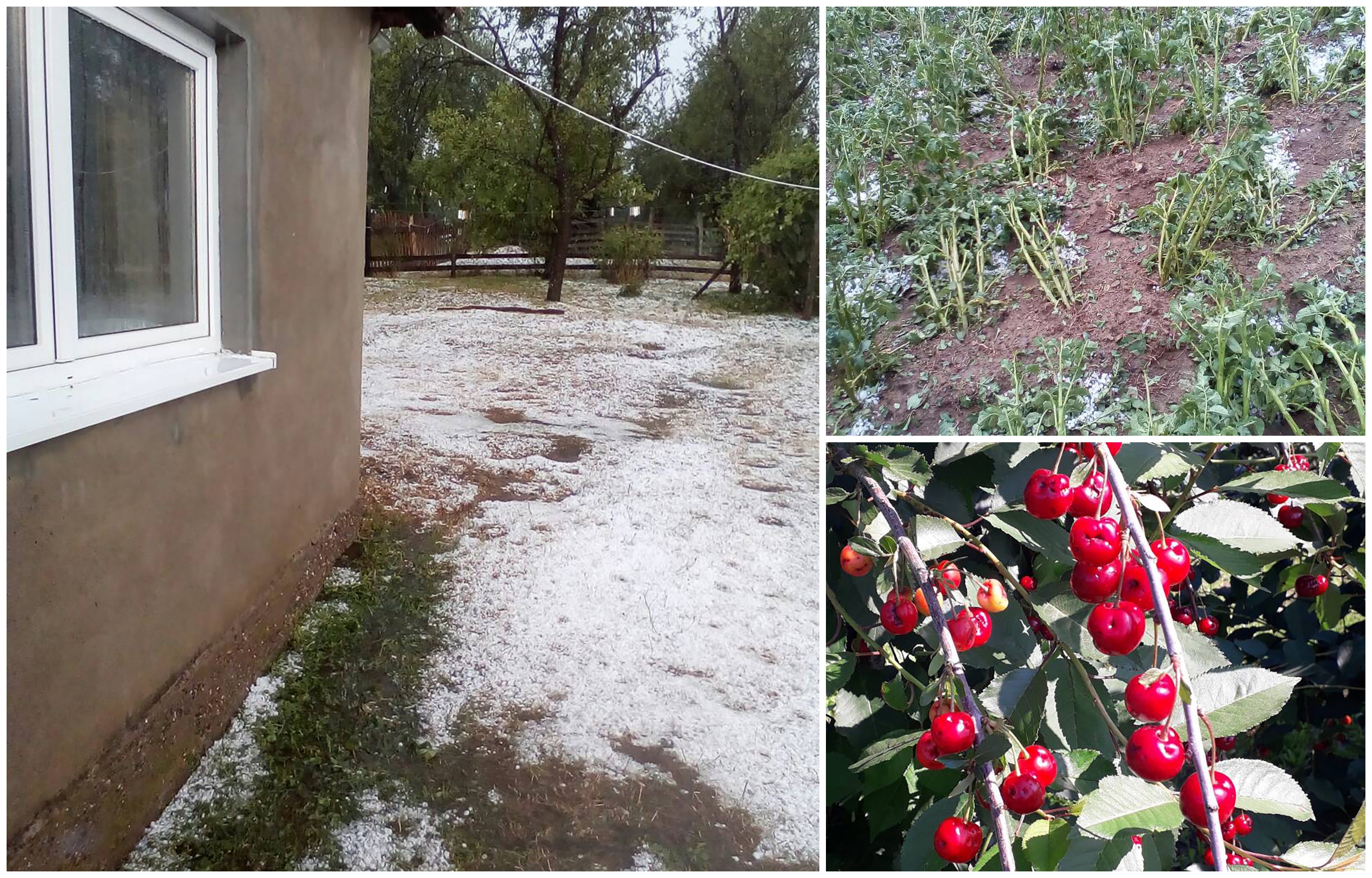 čačak Voćari očajni - Šteta od grada ogromna, a ministarstvo zastupa interese uvozničkog lobija Rade Nikitović iz sela MIokovci kod Čačka