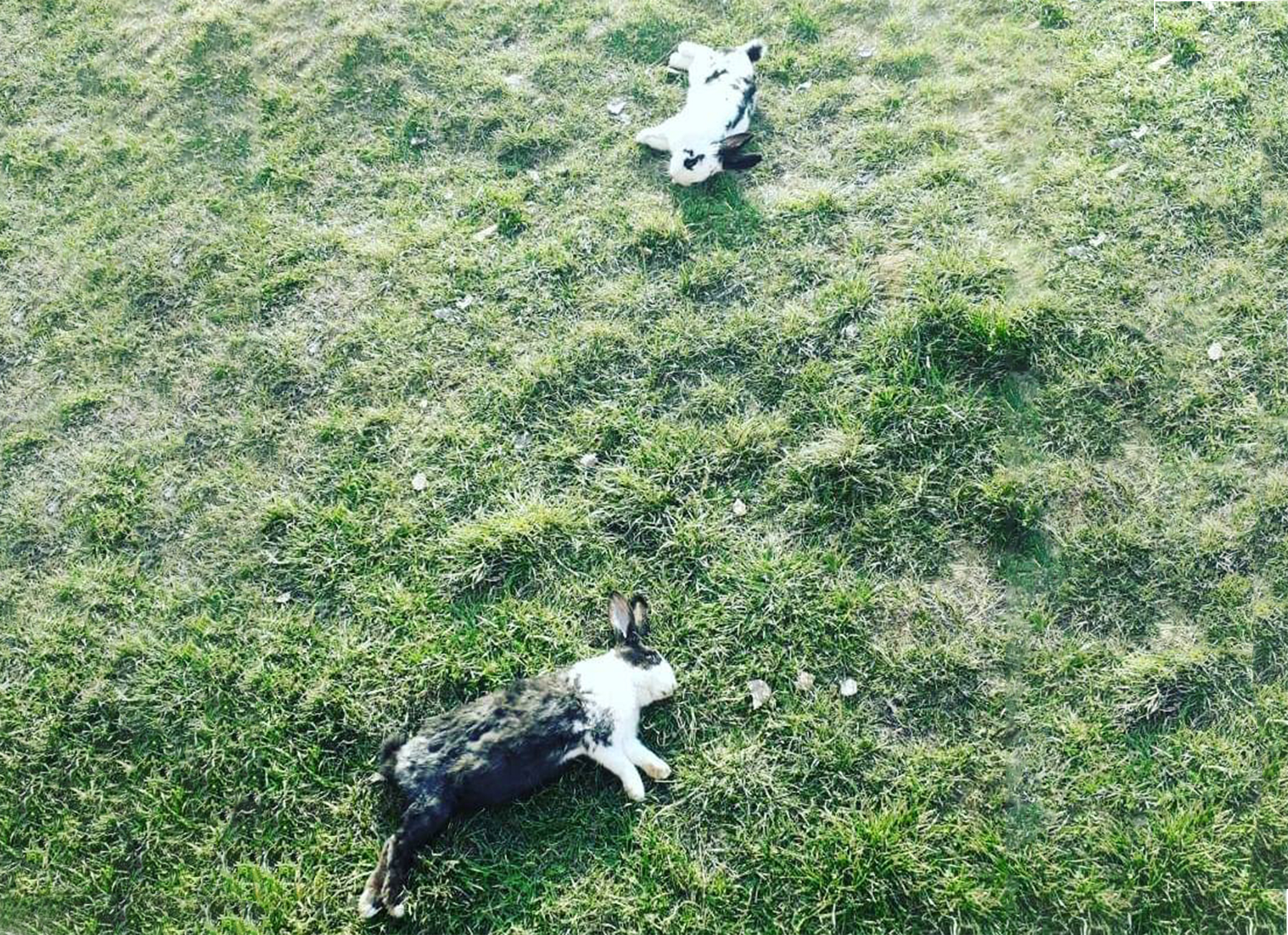 ubijene zeke na livadi