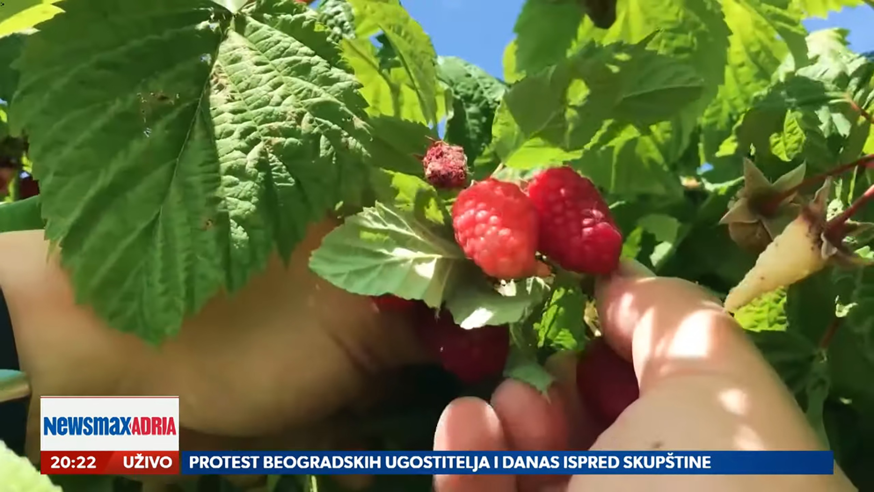Da li će novi zakon poboljšati položaj sezonskih radnika u Srbiji?