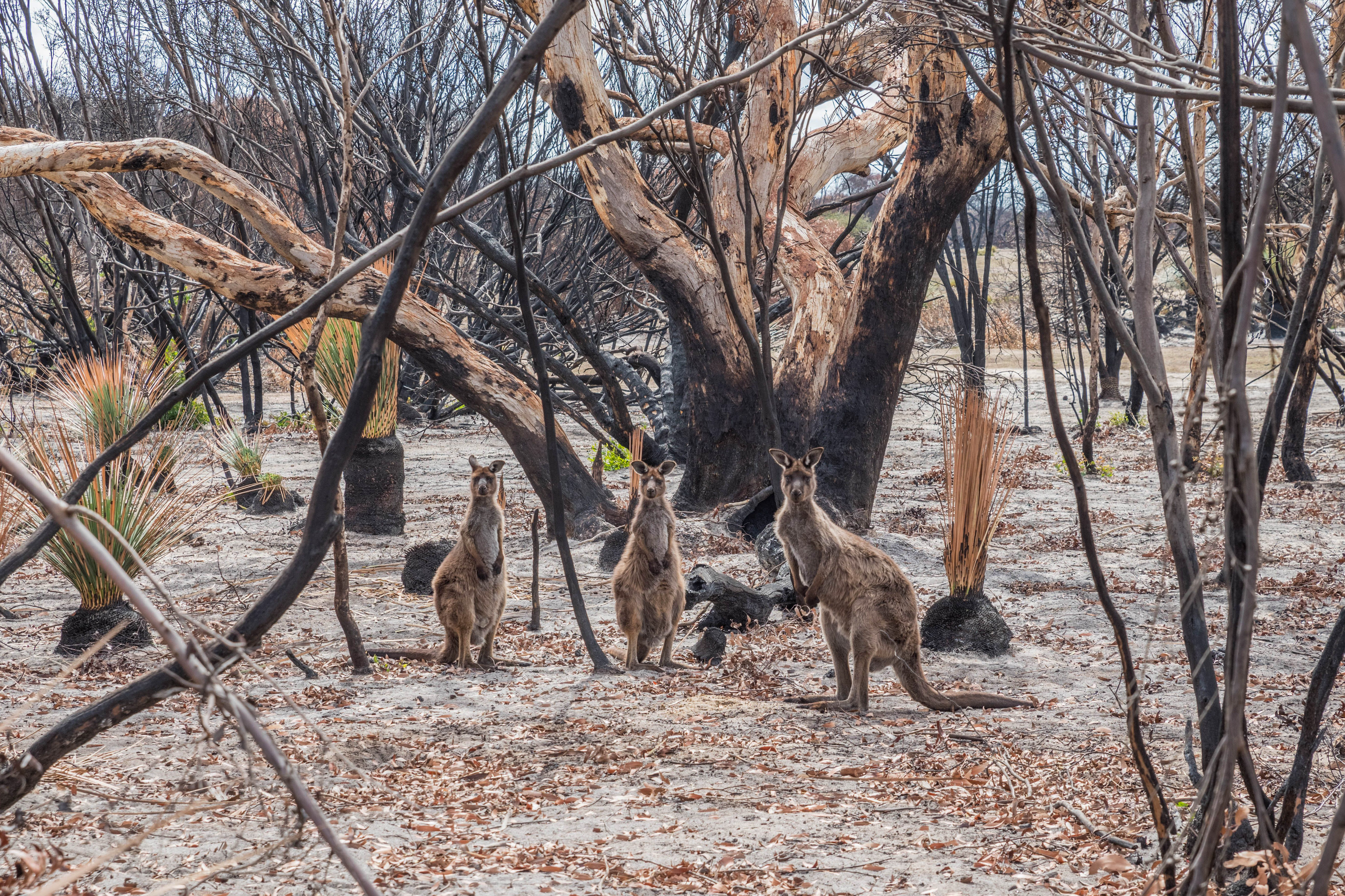 Habitat regeneration on Kangaroo Island following bushfires in South Australia