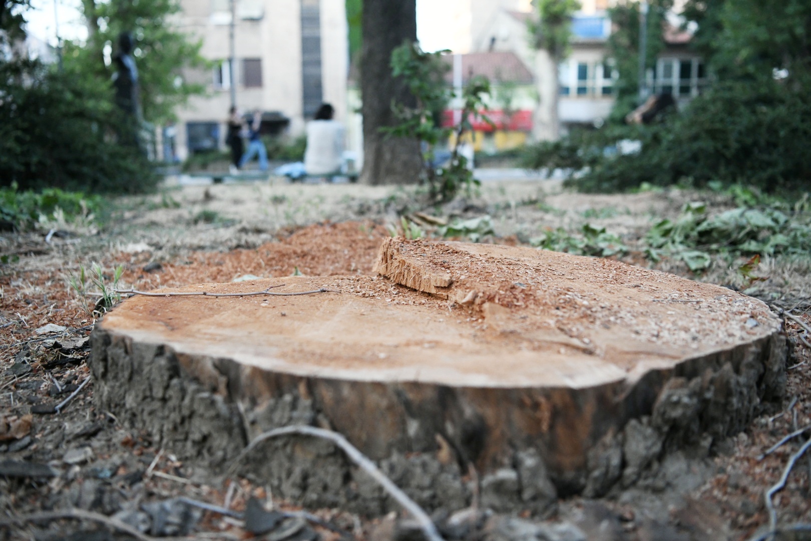 Park Vojvode Bojovica