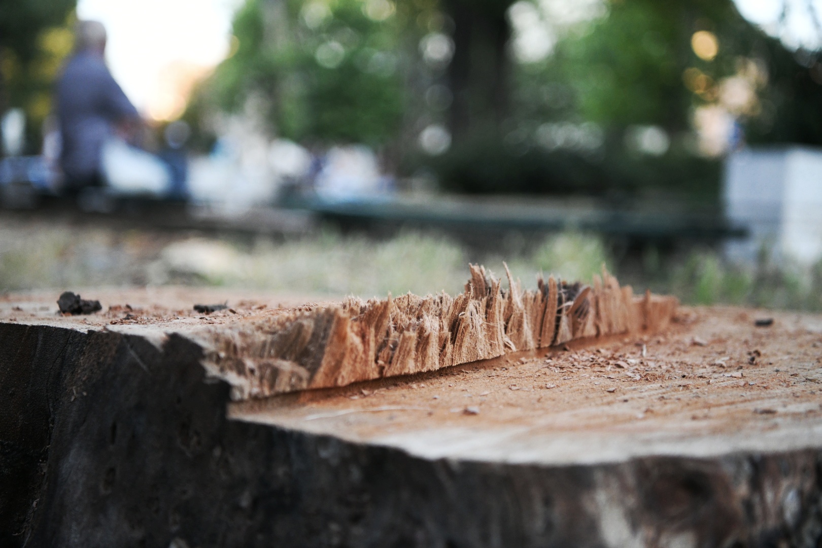 Park Vojvode Bojovica