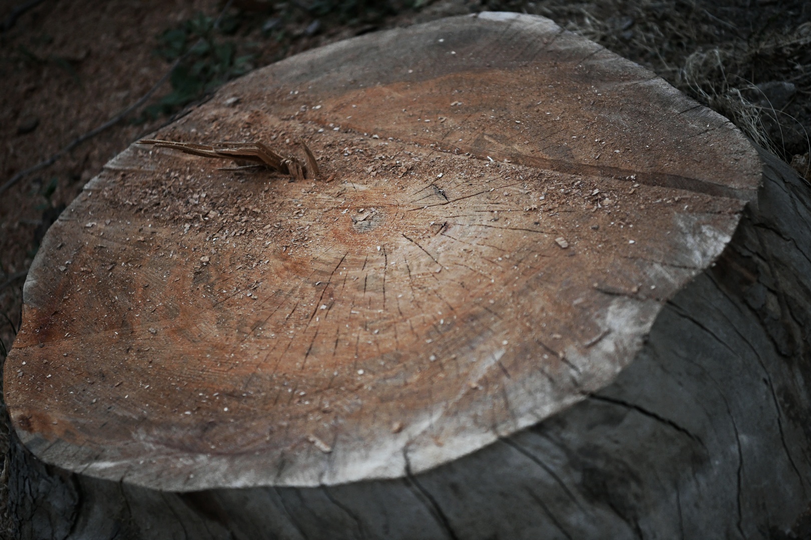 Park Vojvode Bojovica