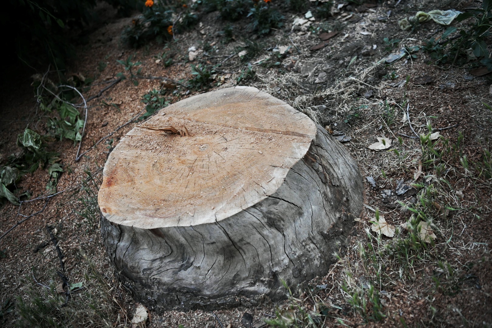 Park Vojvode Bojovica