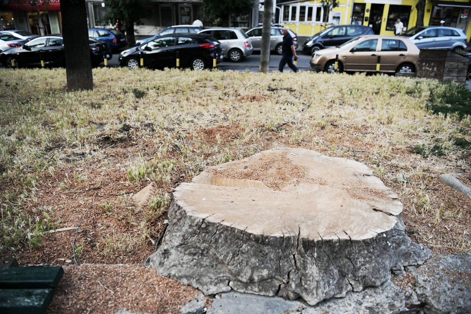 Park Vojvode Bojovica