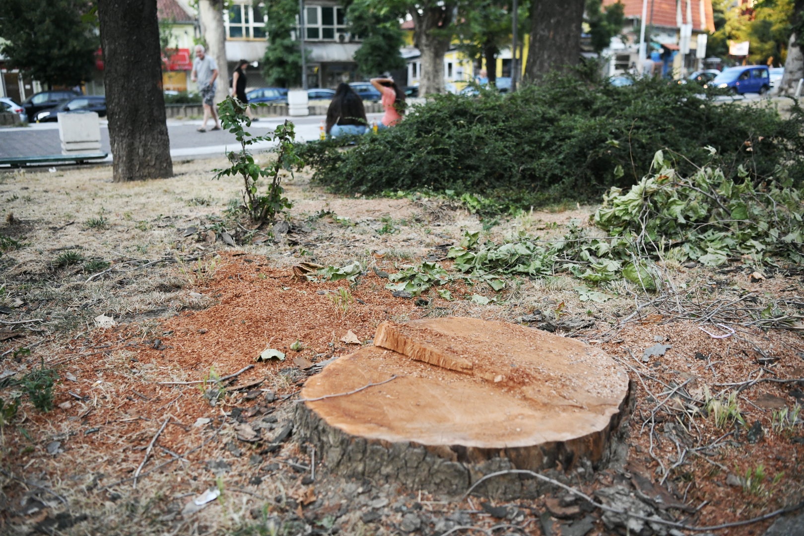 Park Vojvode Bojovica