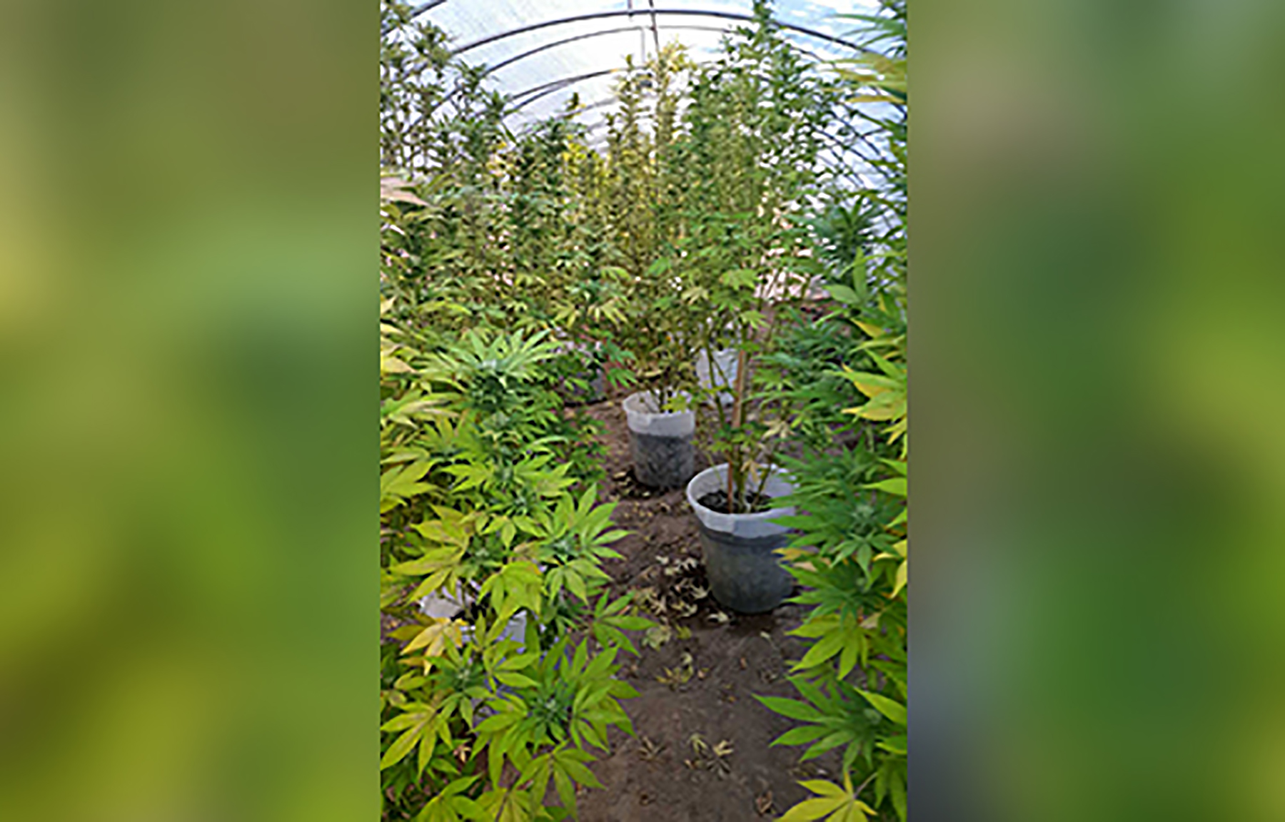 Otkrivena improvizovana laboratorija za uzgoj marihuane u Jagodini  Jagodina marihuana