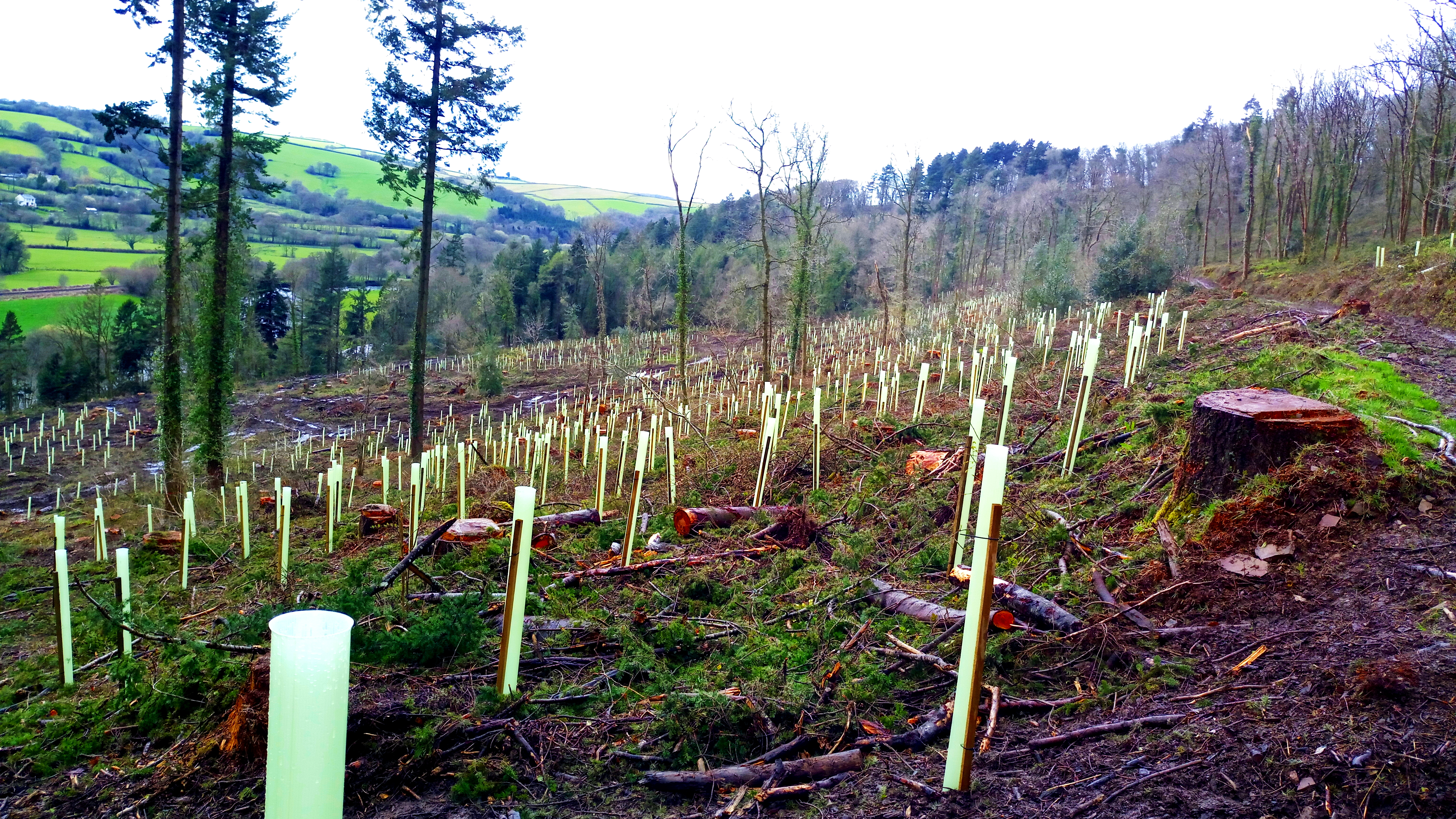 Drveće, pošumljavanje Foto: Shutterstock