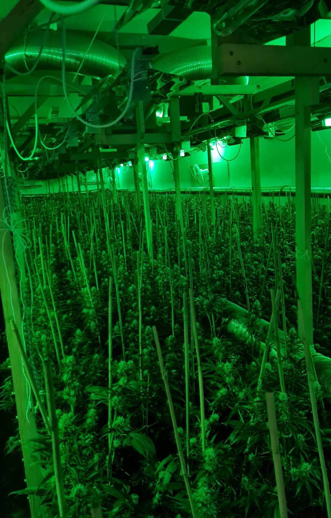 Ub, marihuana, trava, konoplja, droga, farma, laboratorija Foto: MUP