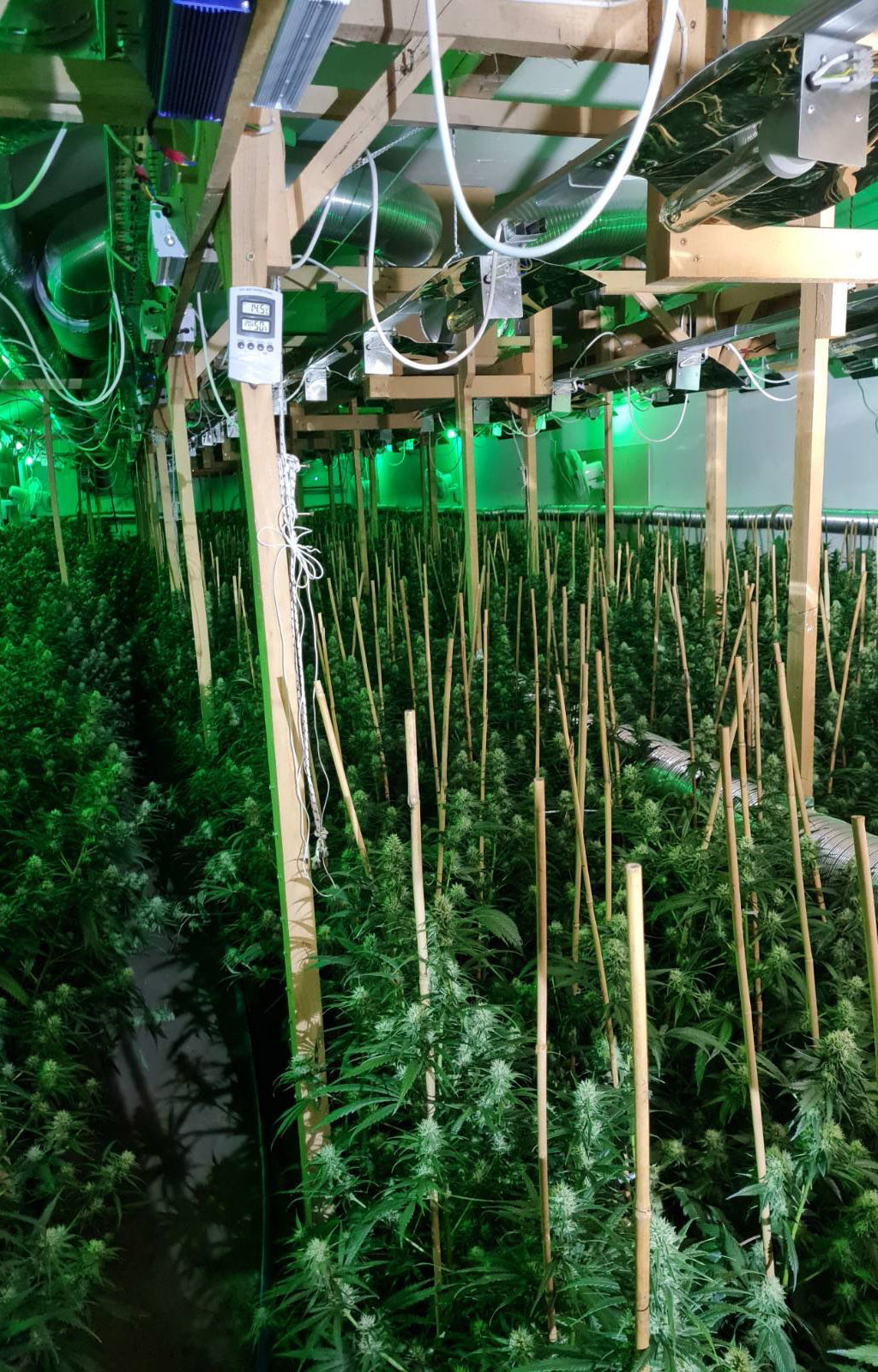 Ub, marihuana, trava, konoplja, droga, farma, laboratorija Foto: MUP