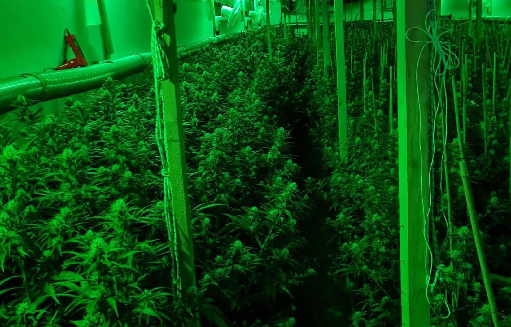 Ub, marihuana, trava, konoplja, droga, farma, laboratorija Foto: MUP