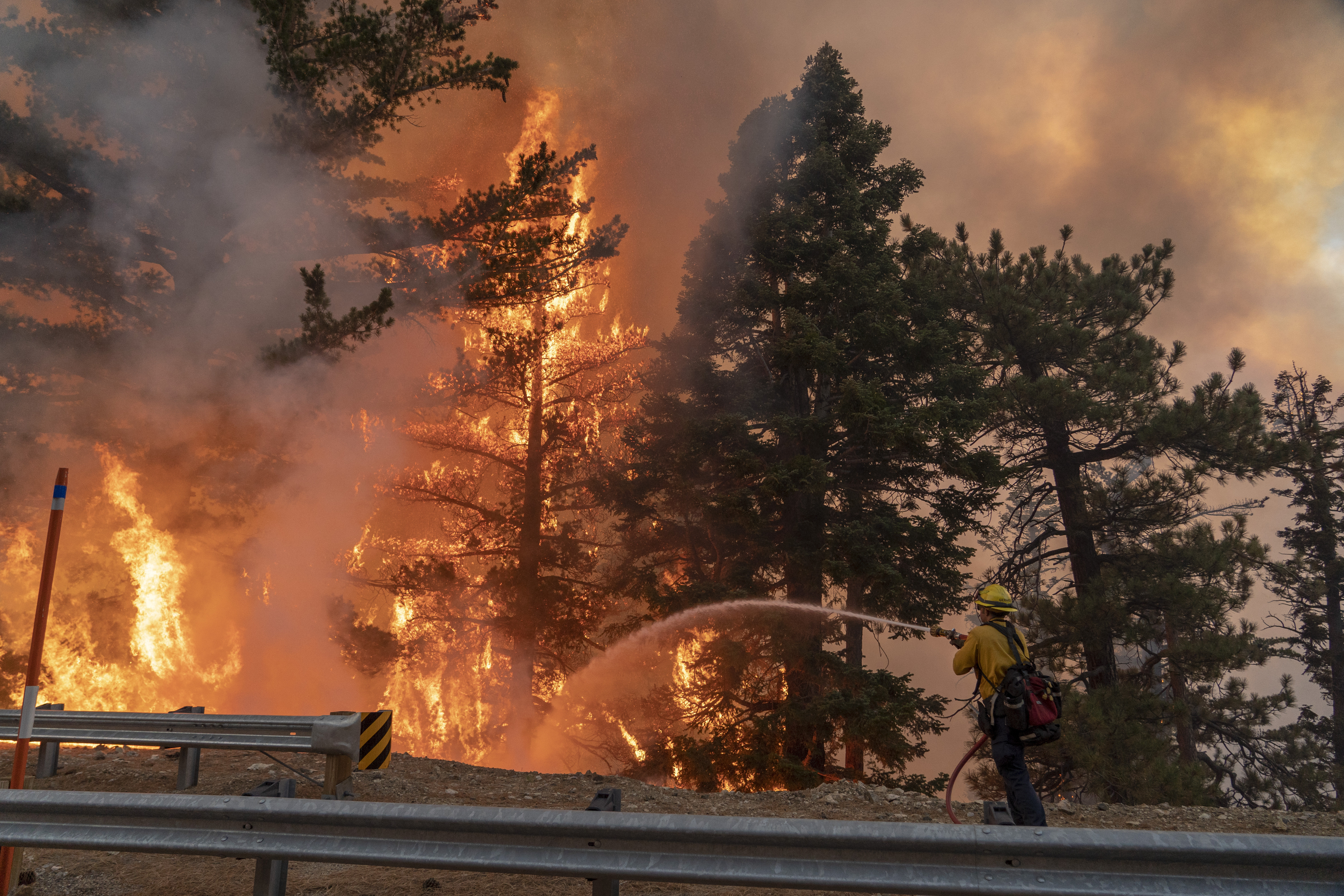 Bobcat fire in California