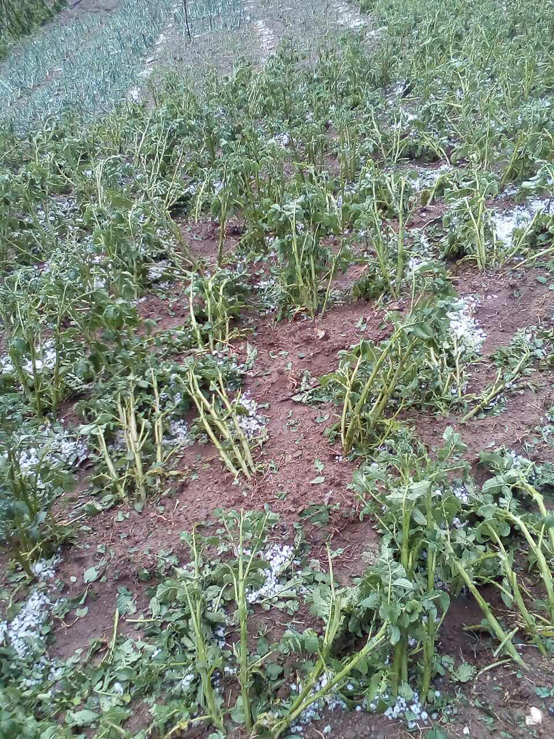 čačak Voćari očajni - Šteta od grada ogromna, a ministarstvo zastupa interese uvozničkog lobija Rade Nikitović iz sela MIokovci kod Čačka