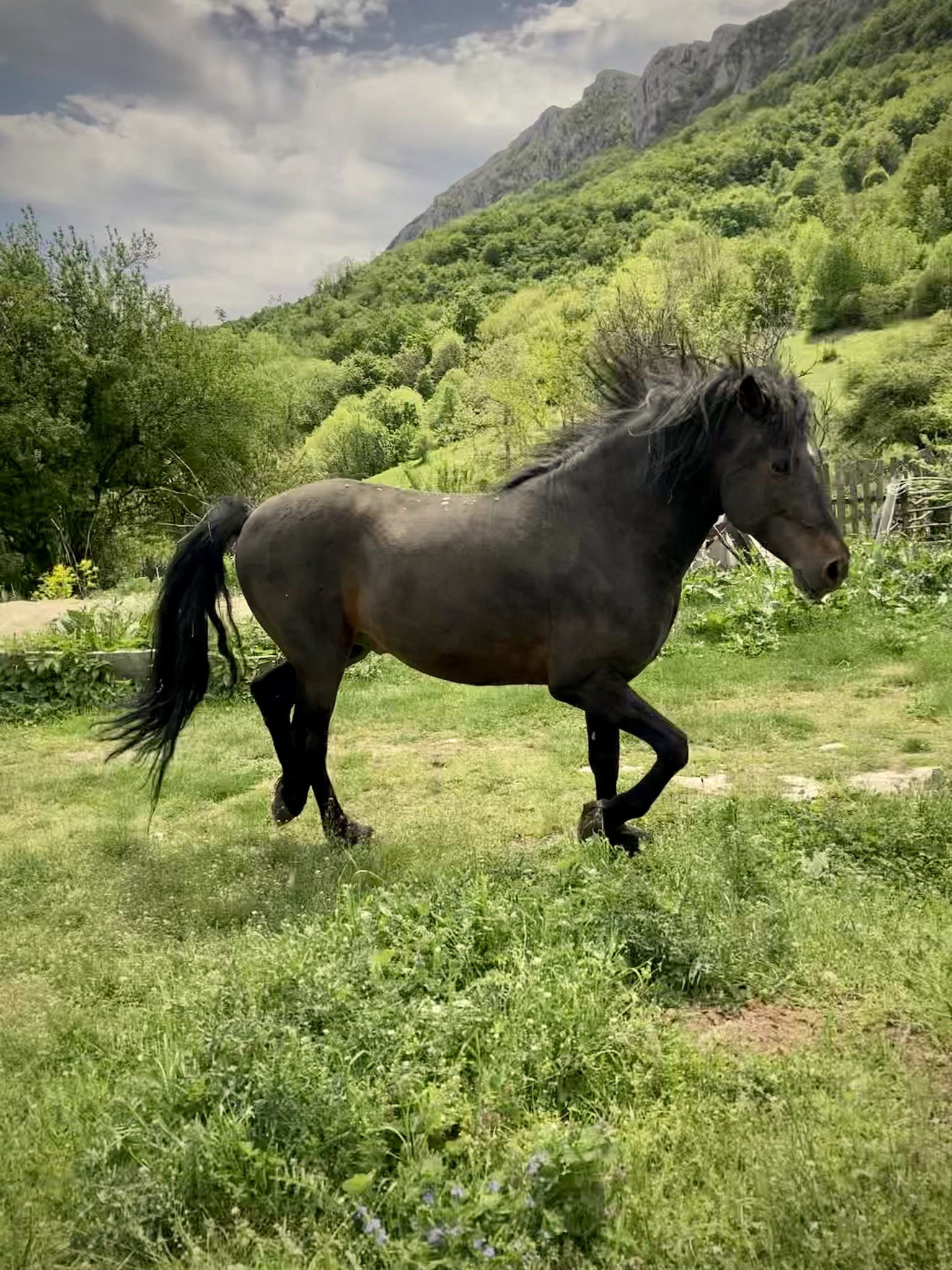 azil za konje Staro Brdo lapovo