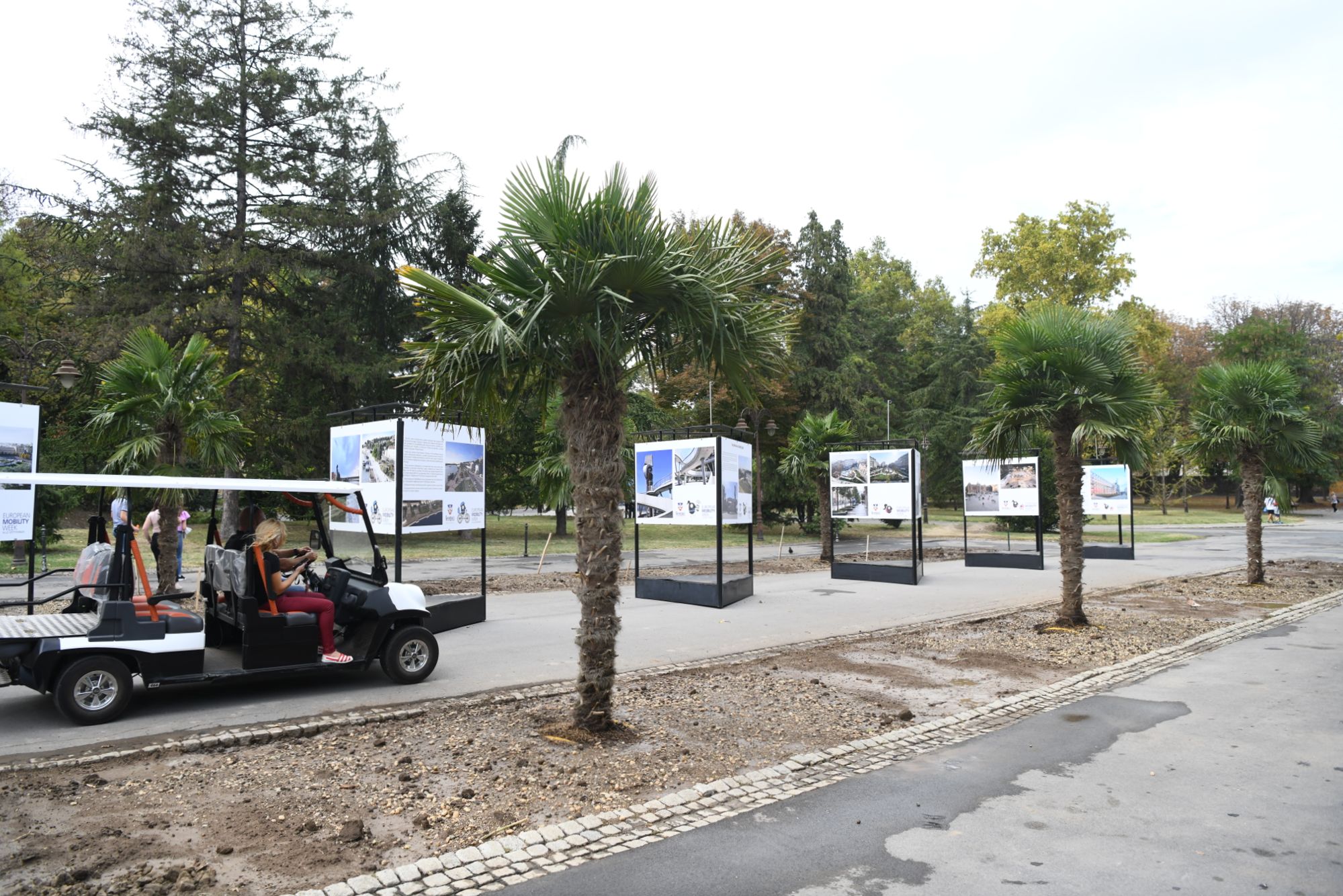 Beograd 23.09.2020. Palme, palma, Kalemegdan, kod Paviljona Cvijete Zuzorić Foto: Goran Srdanov/Nova.rs