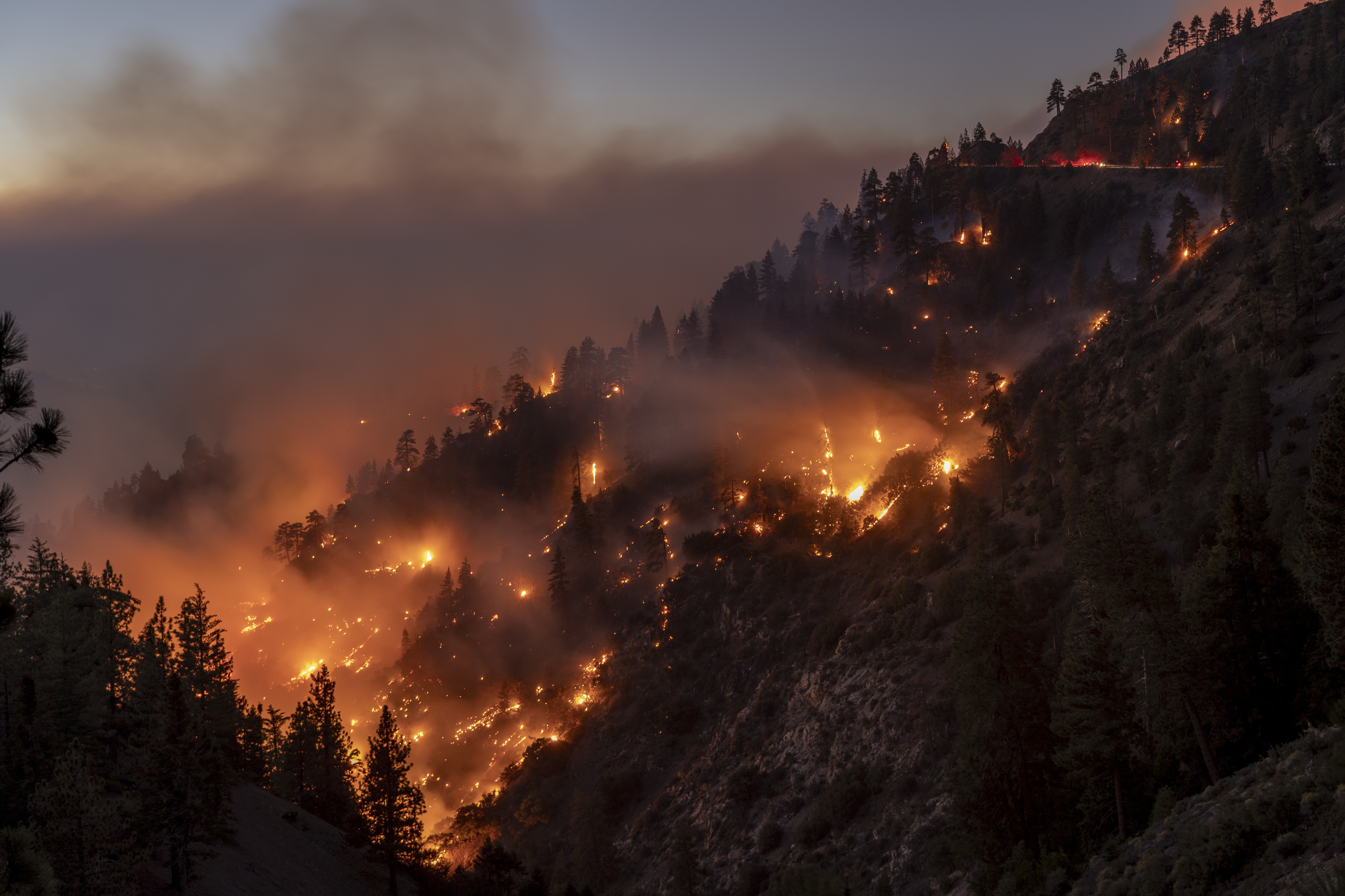 Bobcat fire in California