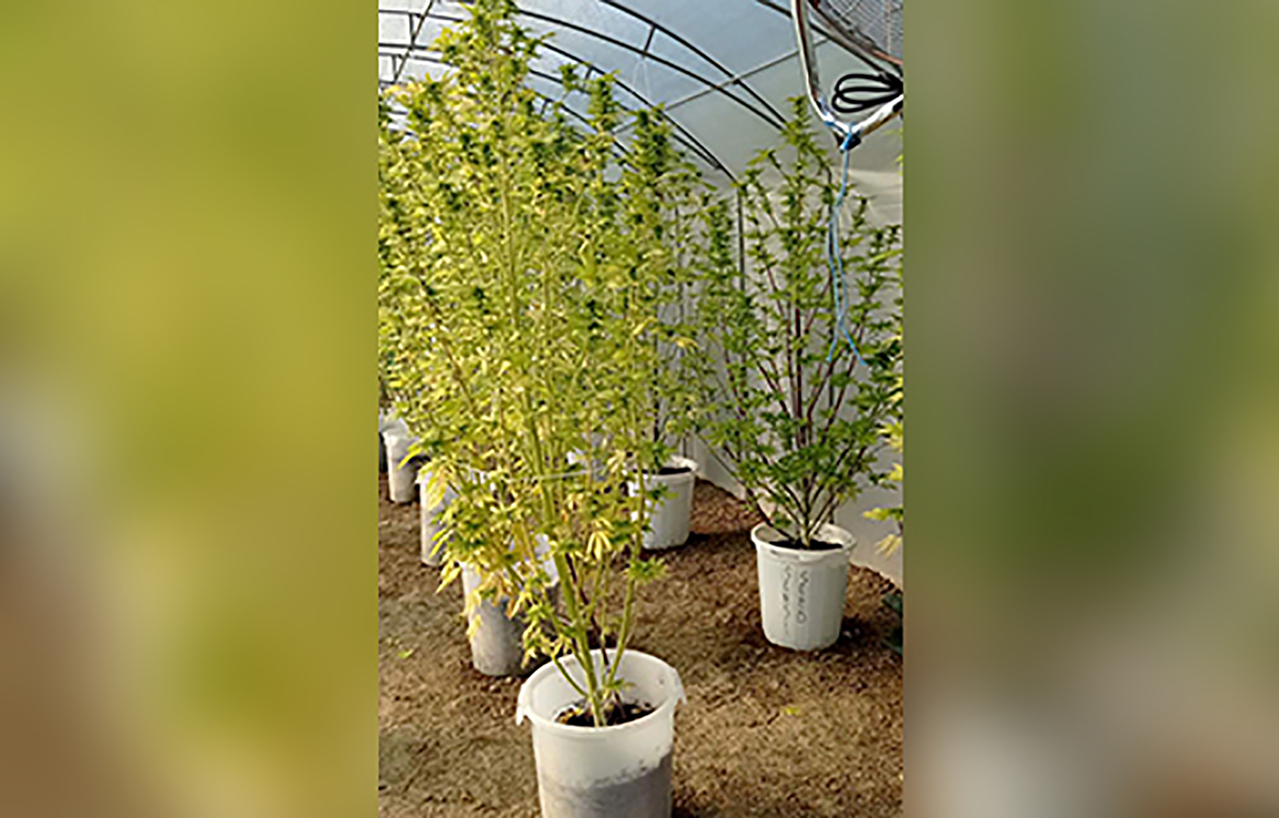 Otkrivena improvizovana laboratorija za uzgoj marihuane u Jagodini  Jagodina marihuana
