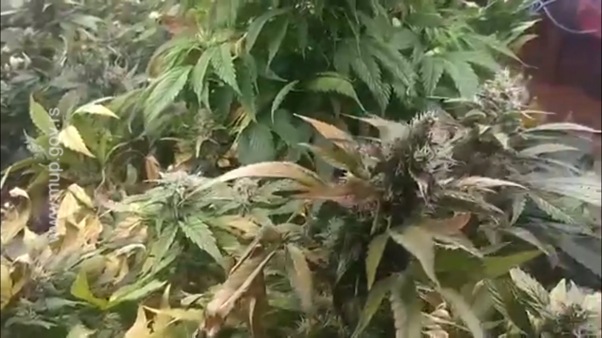 marihuana_zaplena_mup_ik