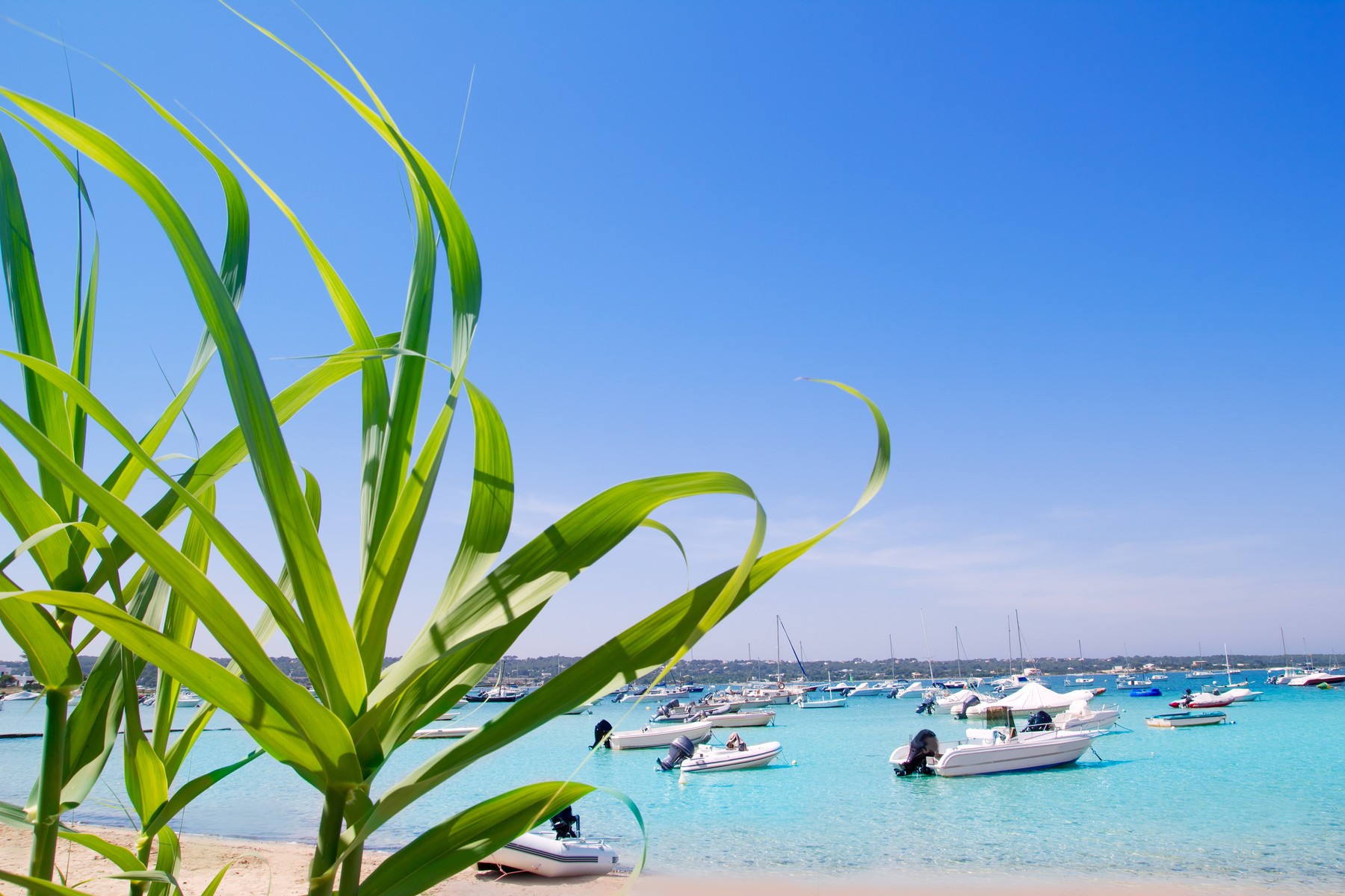 Estany des Peix lake in Formentera with boats and green cane,Image: 168991296, License: Royalty-free, Restrictions: , Model Release: no, Credit line: TONO BALAGUER / Panthermedia / Profimedia