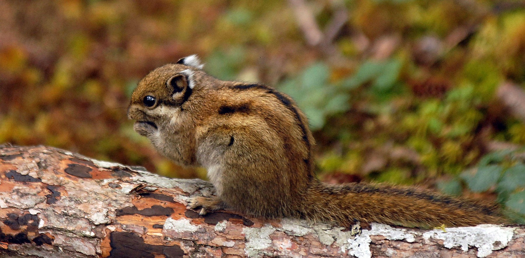 CHIPMUNK, BITAHAI LAKE,ZHONGDIAN, SHANGRI LA,YUNNAN PROVINCE, CHINAPIC MIKE WALKER,SEPTEMBER 2007