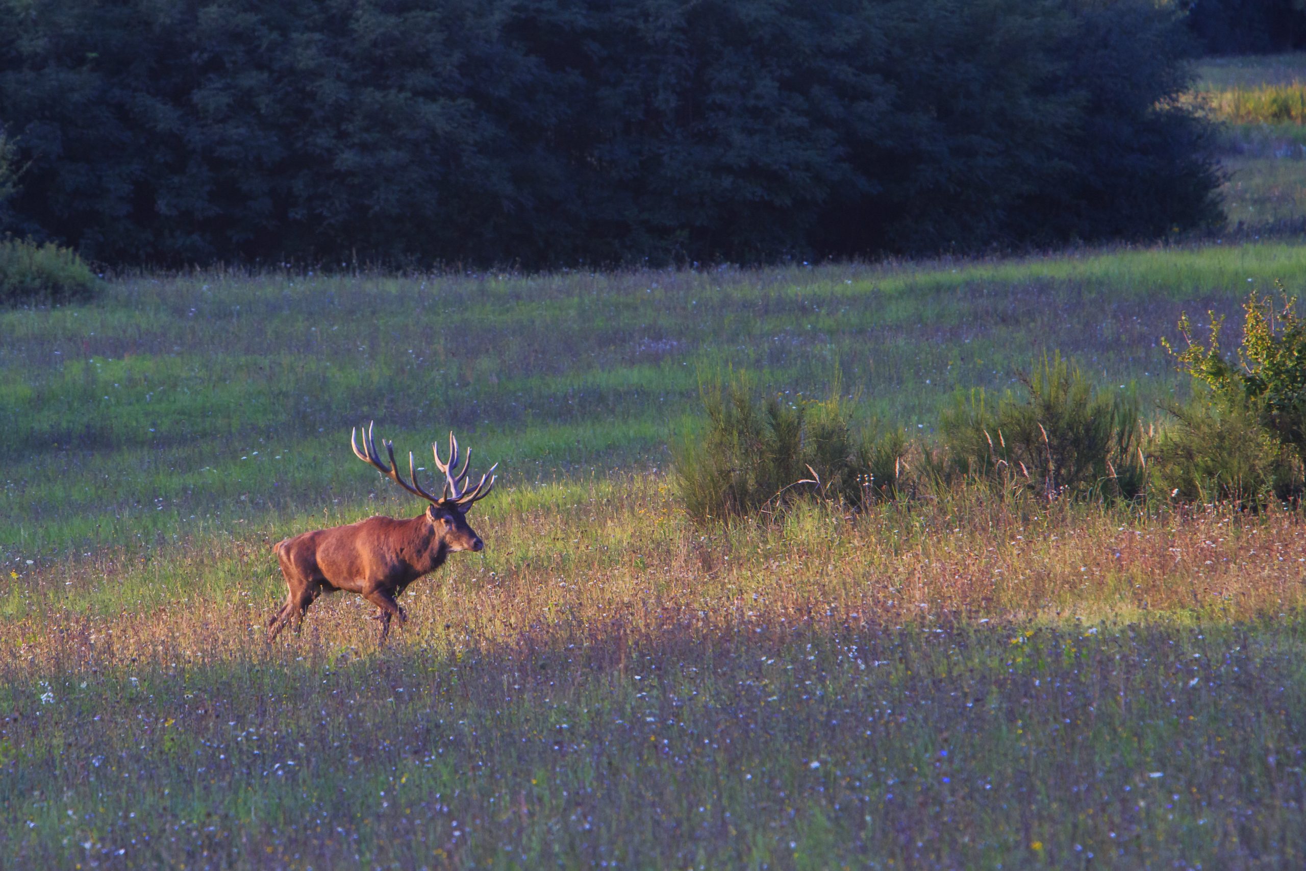 epa07855269 A red deer stag stands in a meadow at the beginning of the rut near Homokkomarom, southwestern Hungary, 19 September 2019 (issued 20 September).  EPA-EFE/GYORGY VARGA HUNGARY OUT