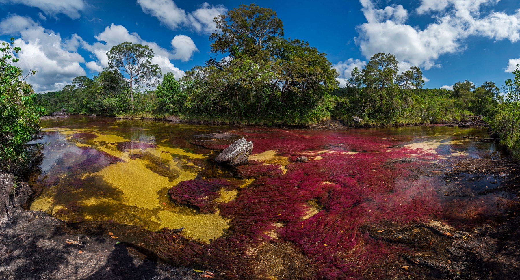 Cano Cristales, river with endemic red water plant,...