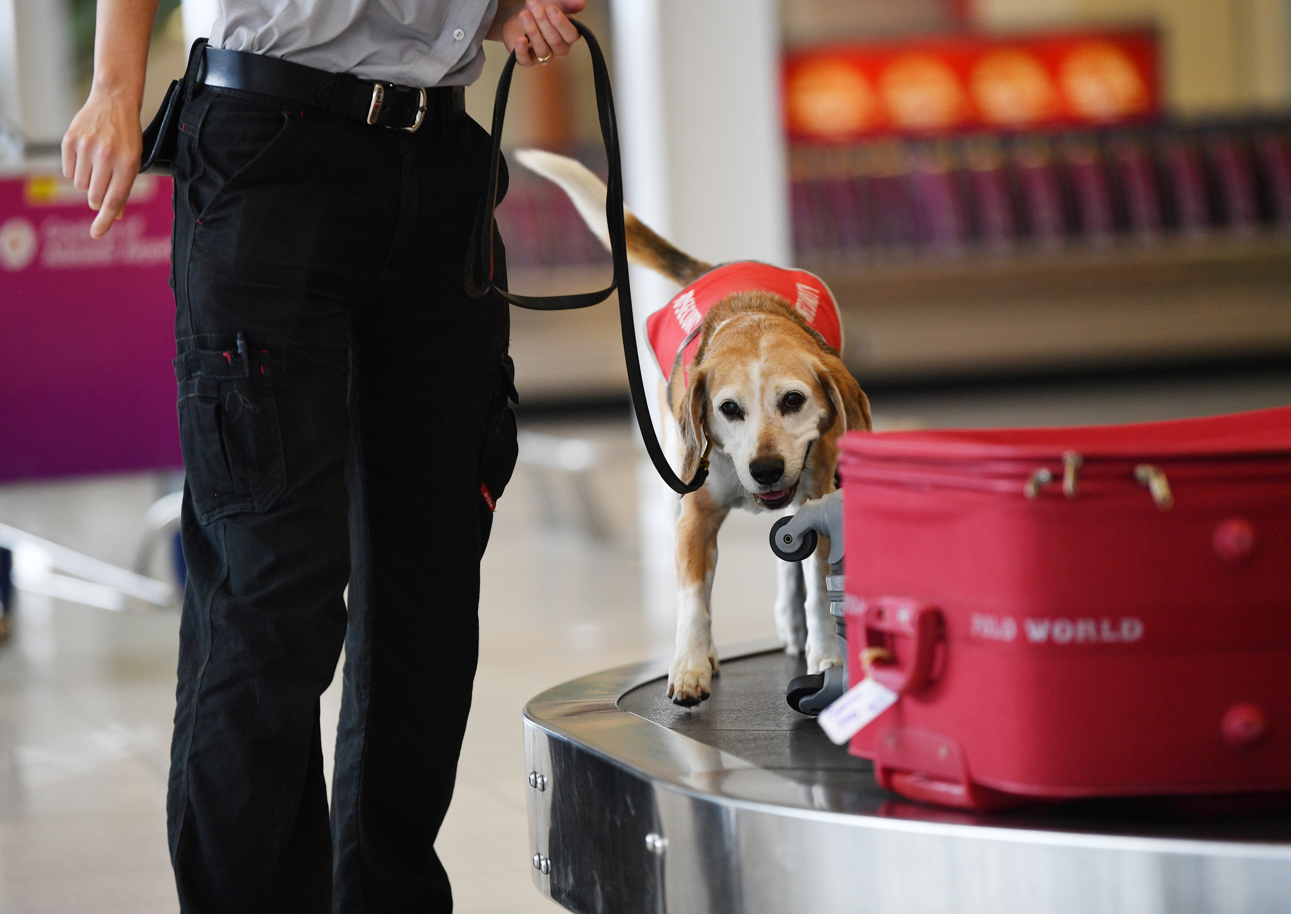 Last day of duty for beagle detector dogs at Adelaide Airport