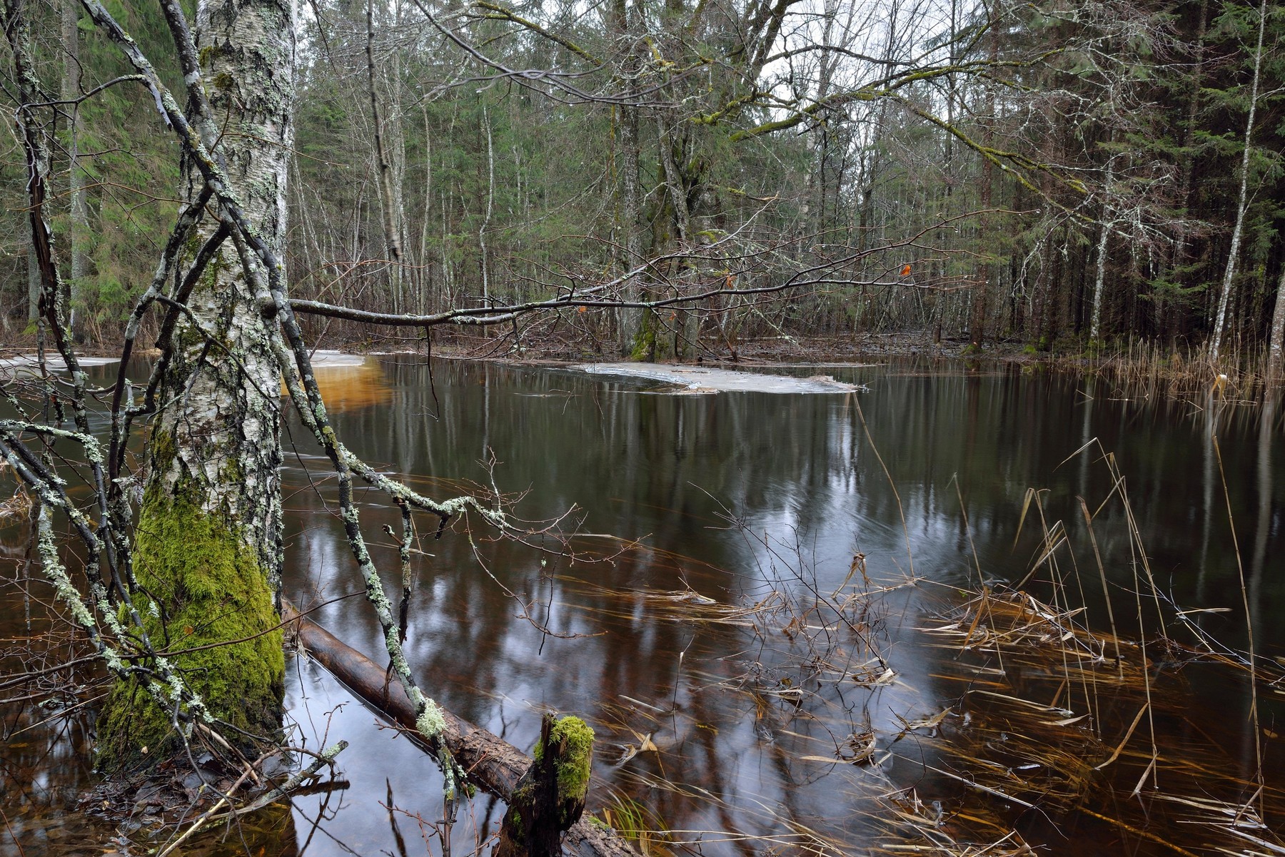River flood in the forest in Soomaa National Park